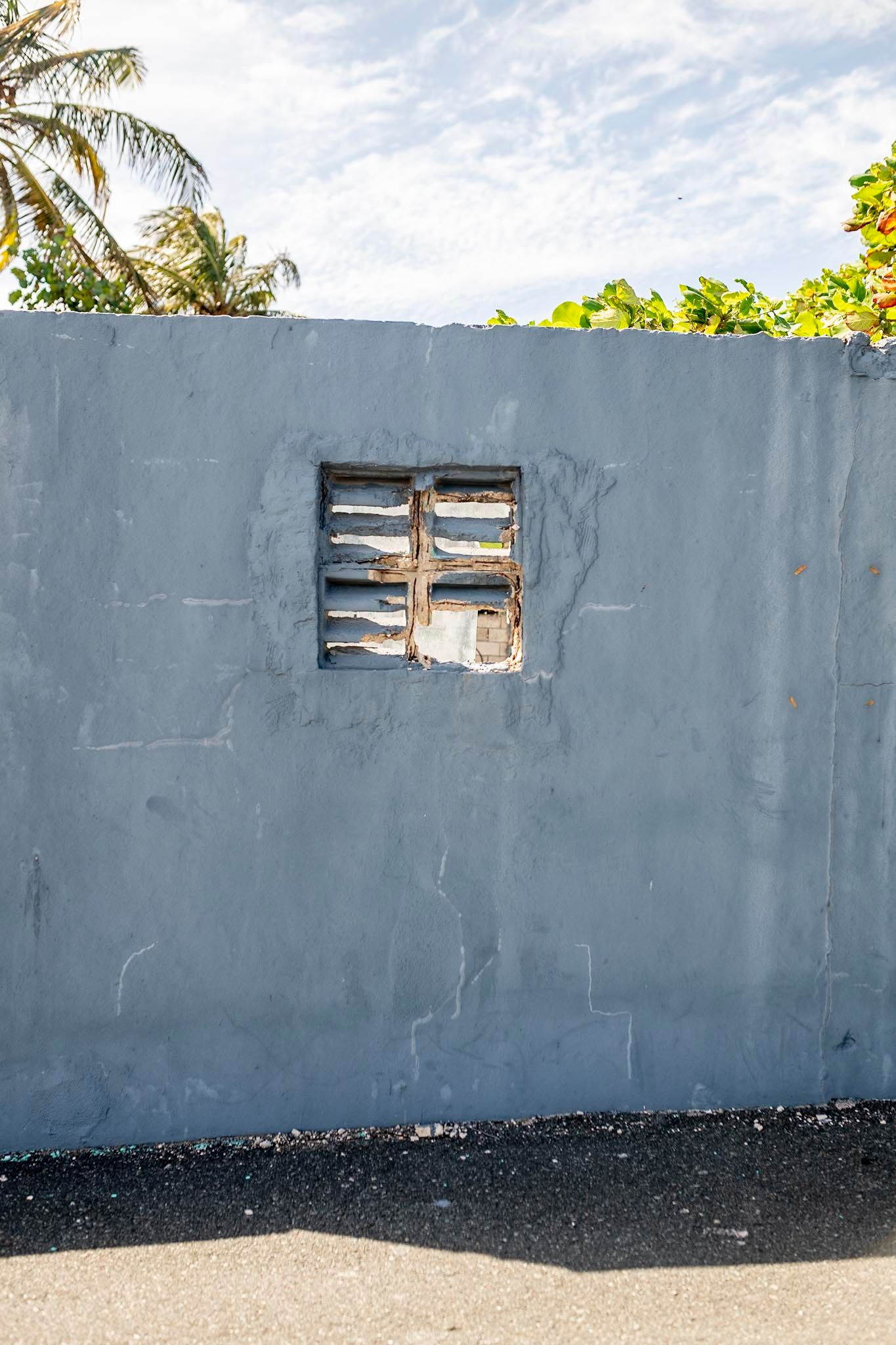 Weathered gray concrete wall with a broken wooden shutter window, flanked by tropical palm and fruit trees.
