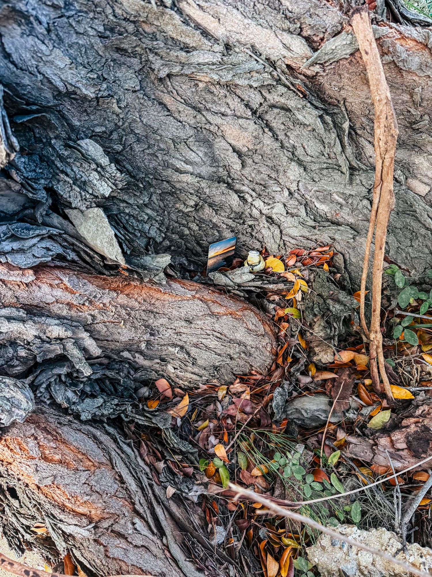 Close-up of rugged tree bark and roots with fallen autumn leaves and a small striped object nestled among the textures.