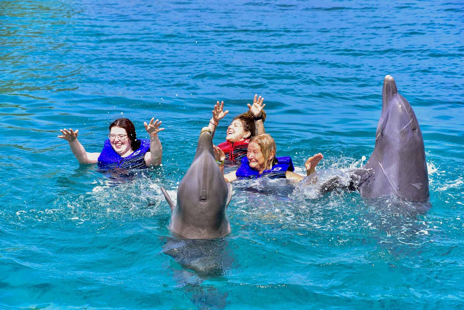 Dolphins swimming and interacting with swimmers in bright blue tropical waters during an outdoor excursion.