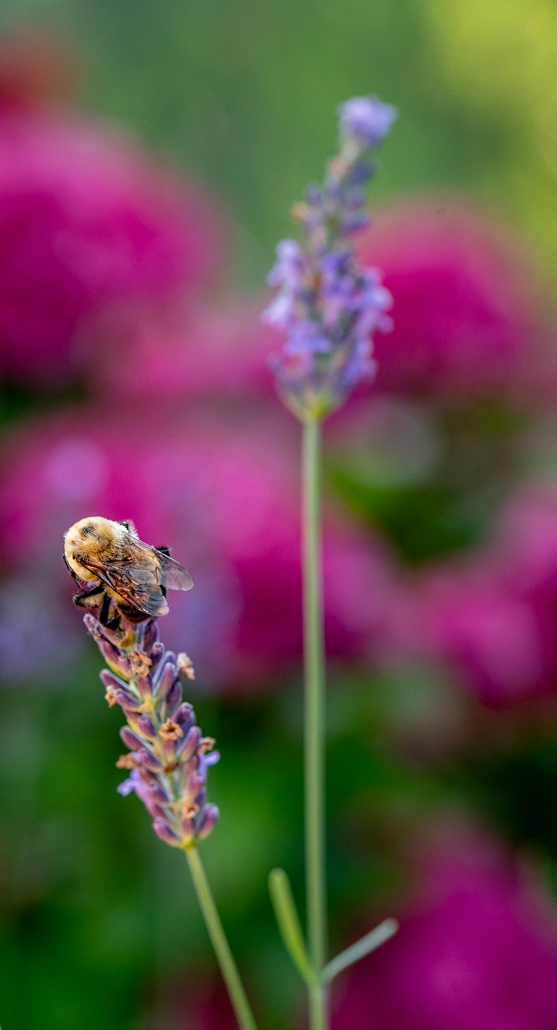 A bee collecting pollen on purple lavender flowers with vibrant pink blooms in the blurred background.