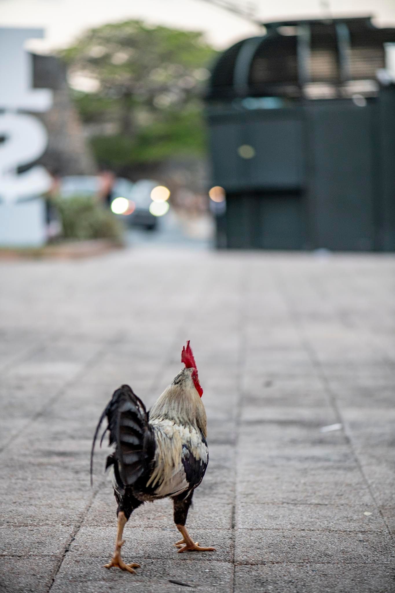 A rooster walks alone on an urban sidewalk with blurred city background and green dumpster.