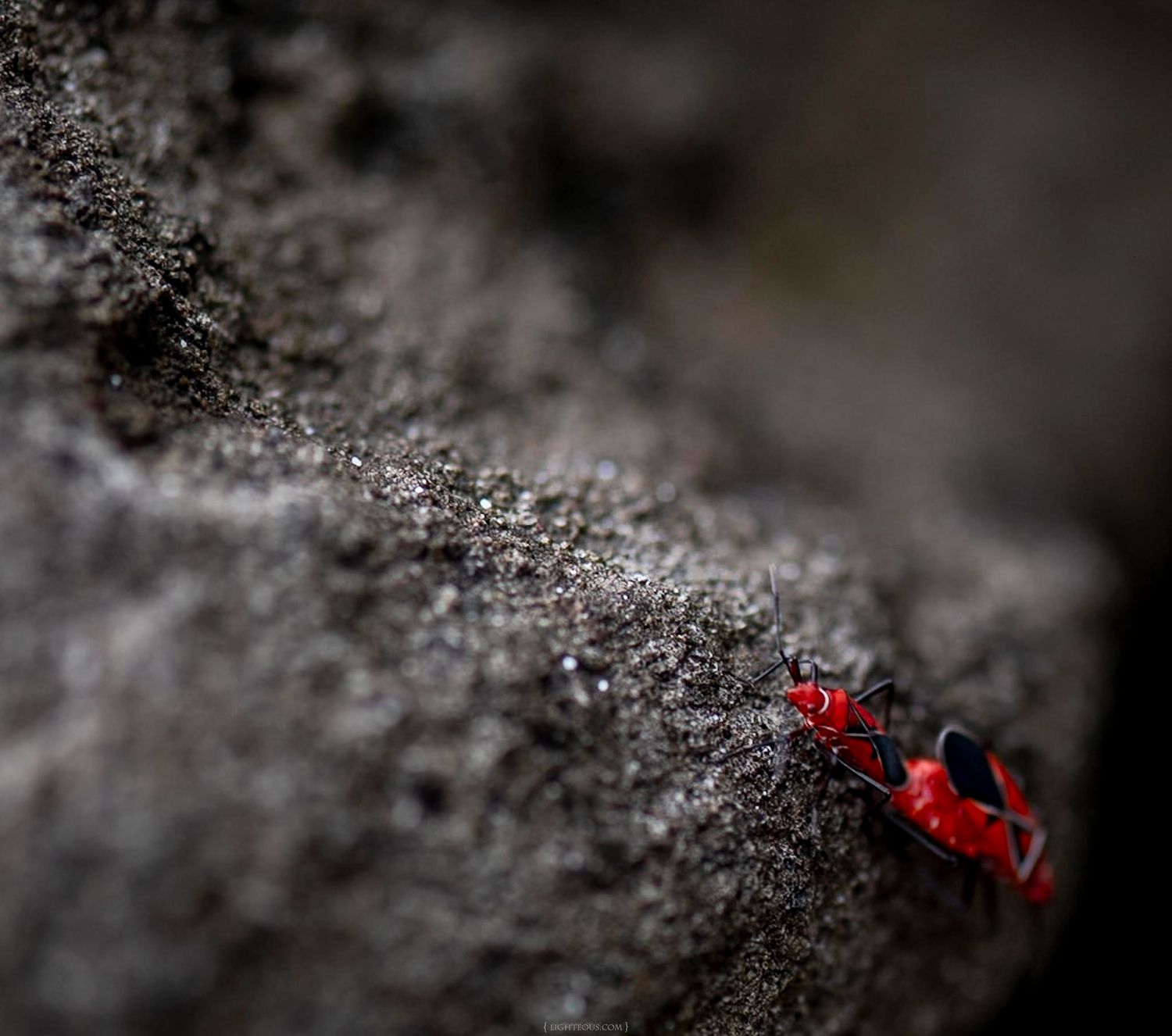 A vivid red insect crawls across a rough gray stone surface in a close-up macro photograph.