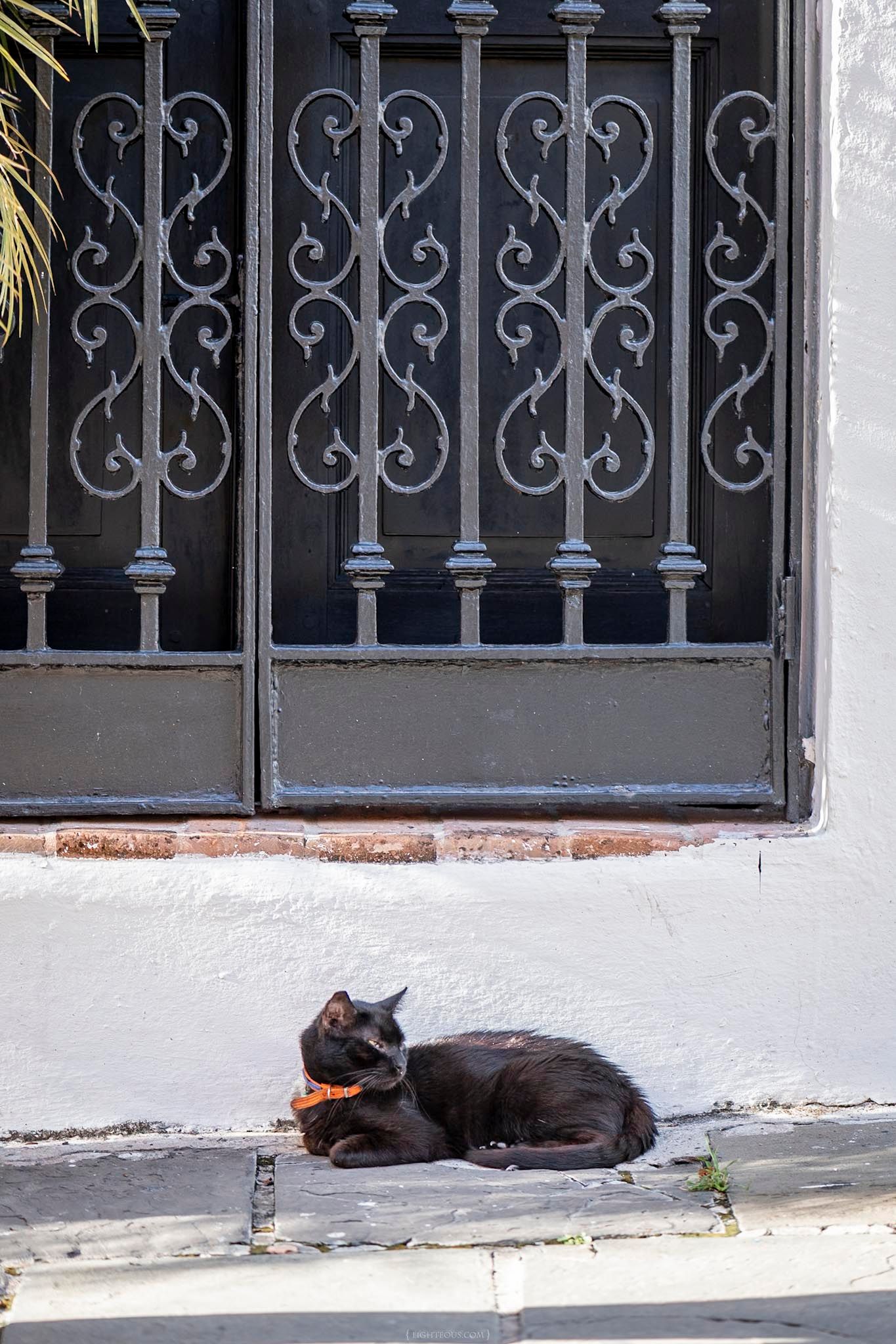 Black cat with orange collar resting on a doorstep beside ornate wrought iron window grille on white wall.