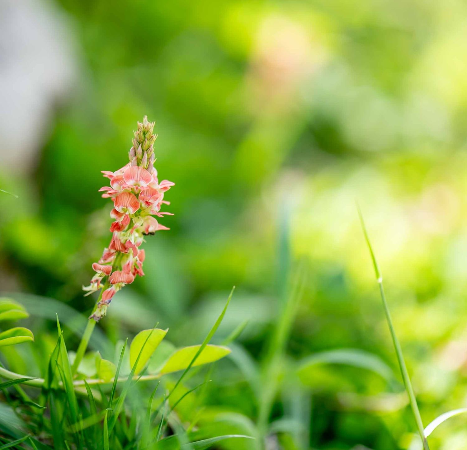 Pink wildflowers blooming against a soft green blurred natural background in bright sunlight.