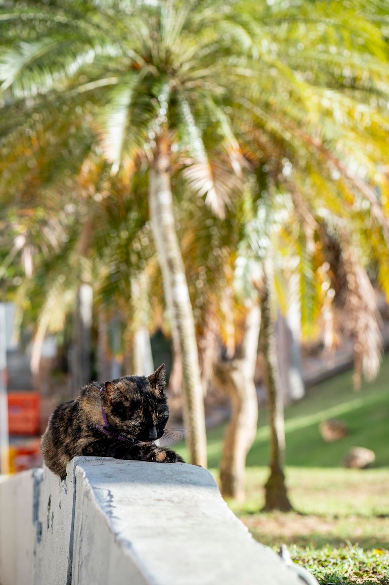 A tortoiseshell cat rests on a white concrete ledge in front of tall green palm trees in a sunny park.