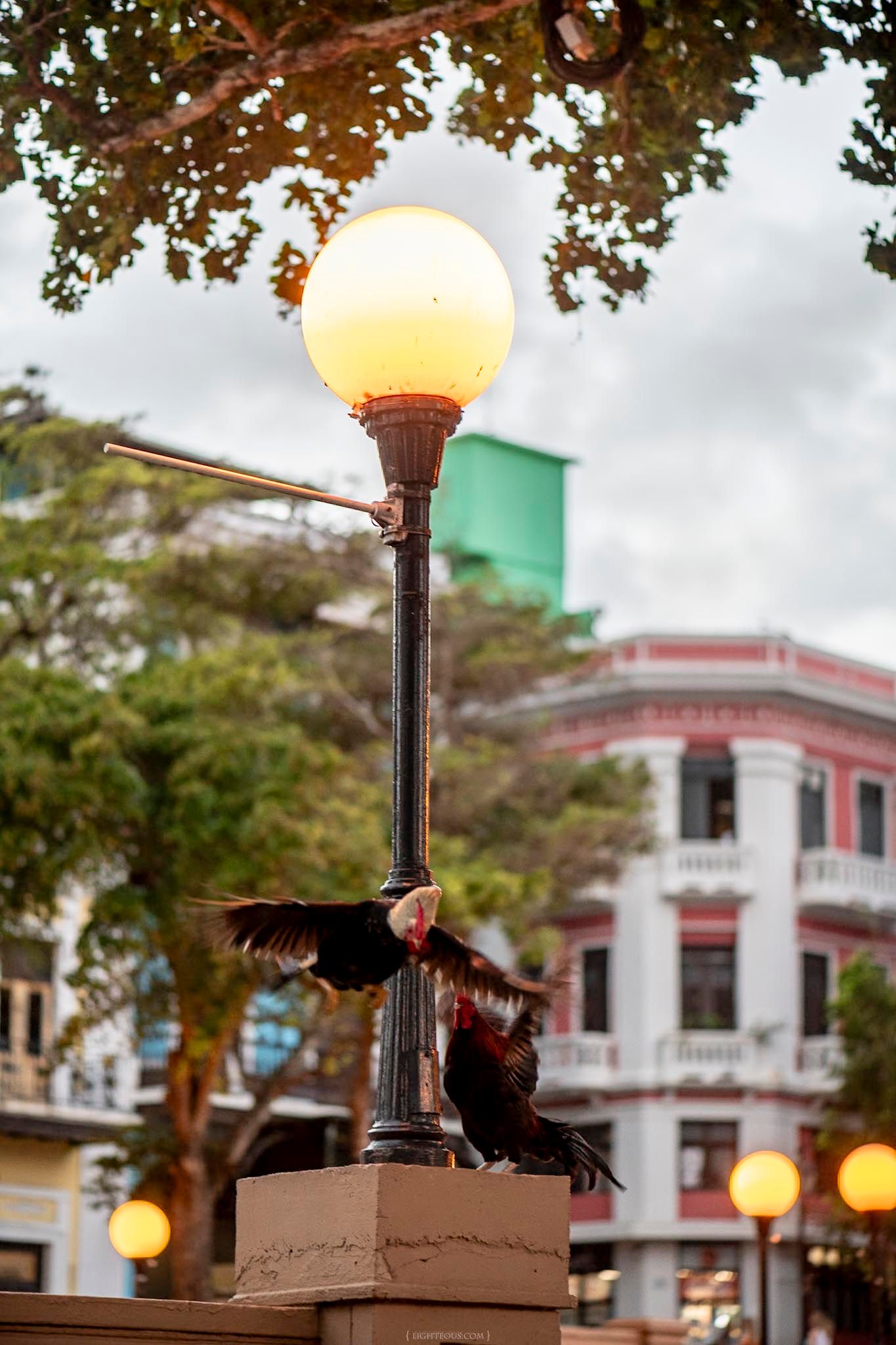 Bird spreading wings on a stone pedestal near a glowing street lamp in a tropical urban plaza.
