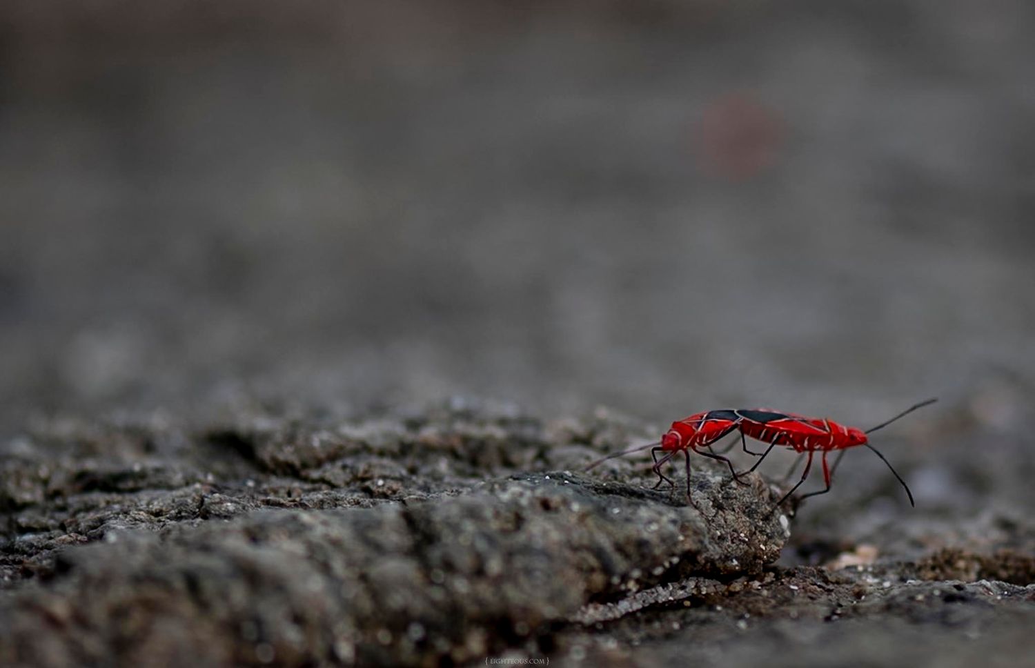 A vibrant red insect with long antennae crawls across a dark, textured rocky surface in a close-up macro photograph.