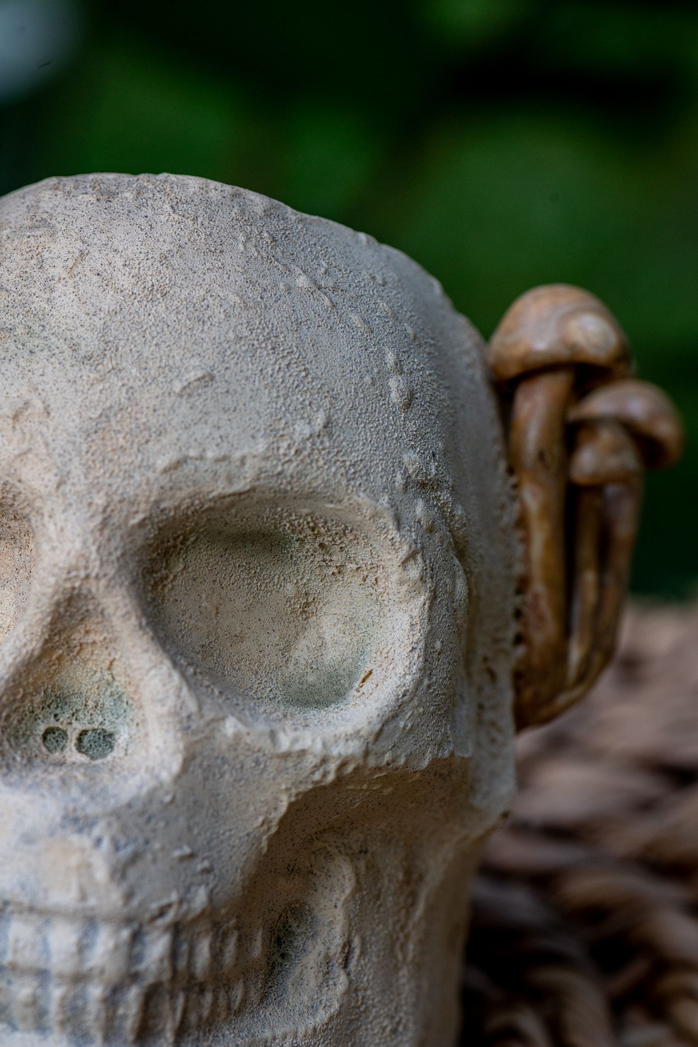 Close-up of white ceramic skull with small brown mushrooms growing from the top.