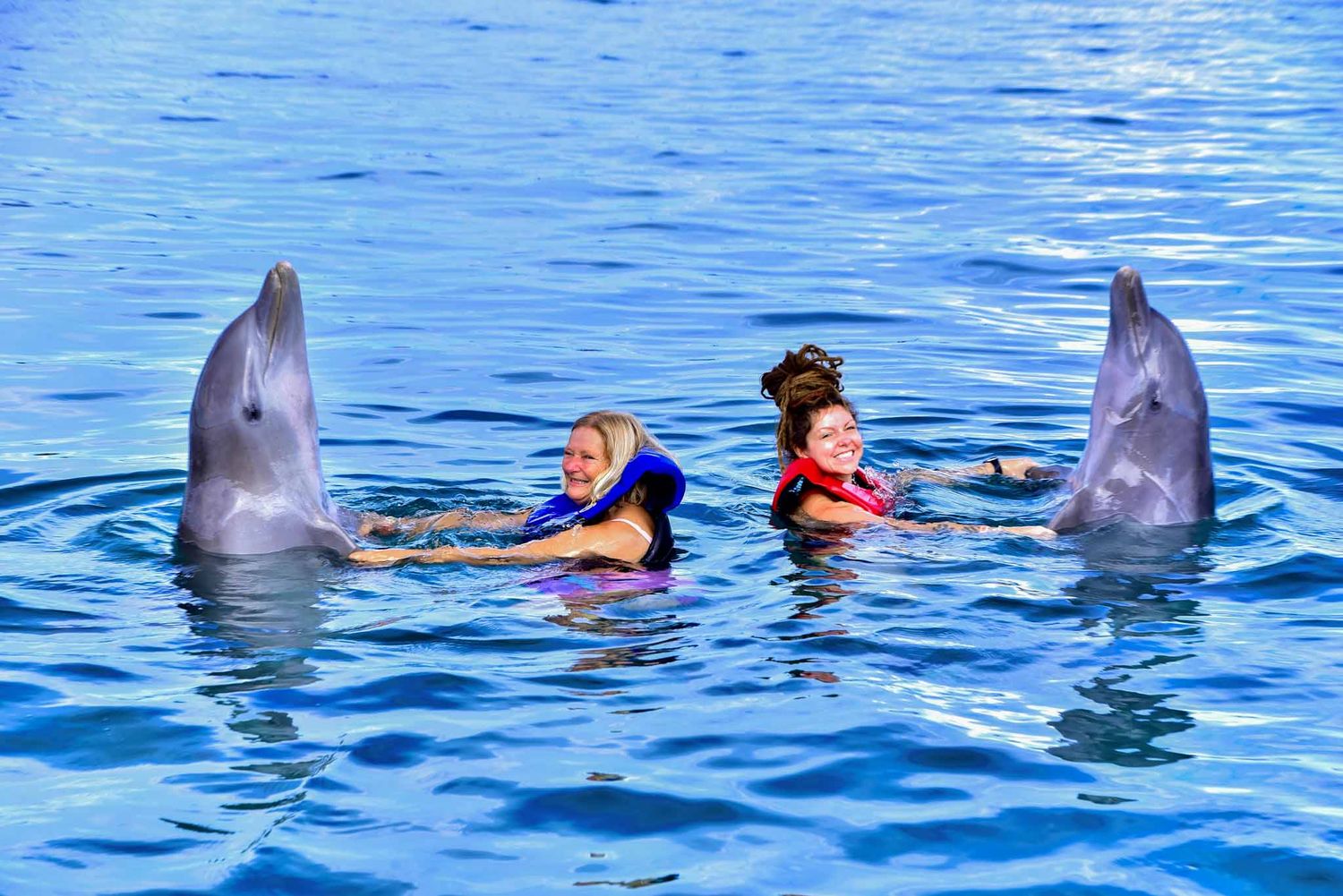 Swimmers float alongside curious dolphins in bright blue ocean water during a guided marine encounter.