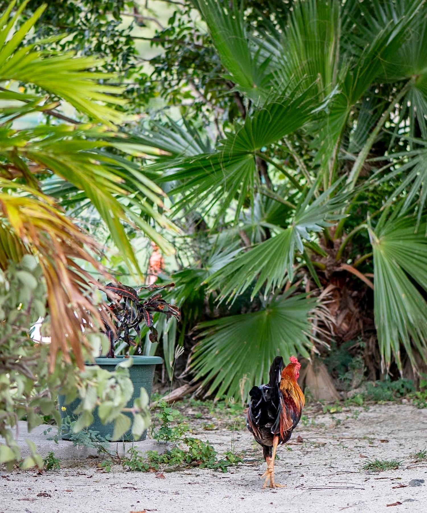 A colorful rooster walks along a sandy path surrounded by lush tropical palm trees and green foliage.