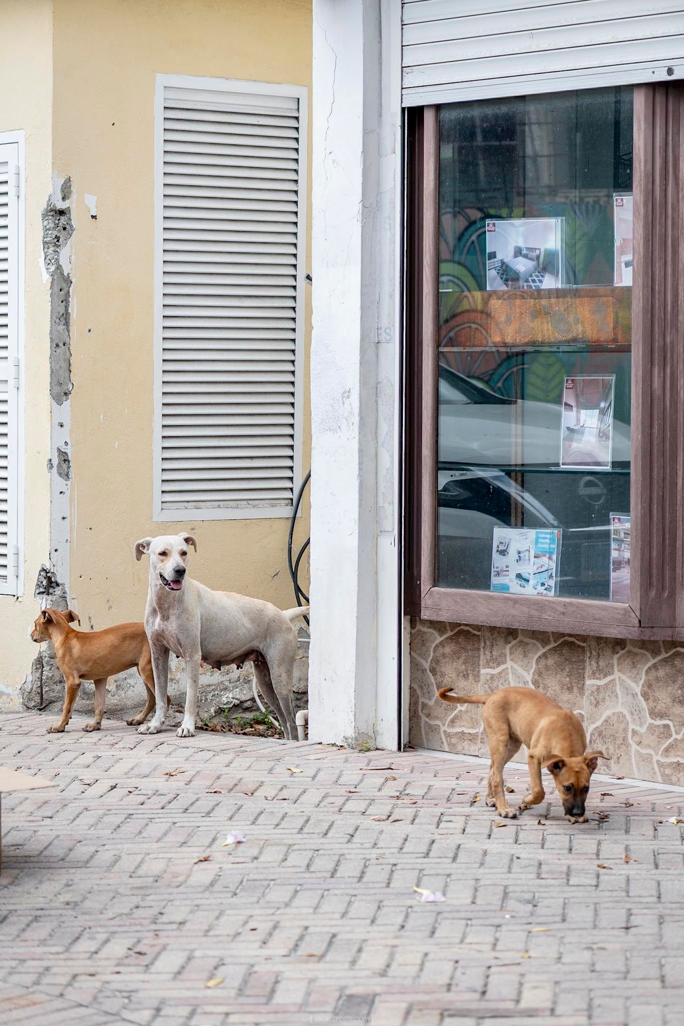 Three stray dogs loitering outside a storefront on a cobblestone street in a tropical town.
