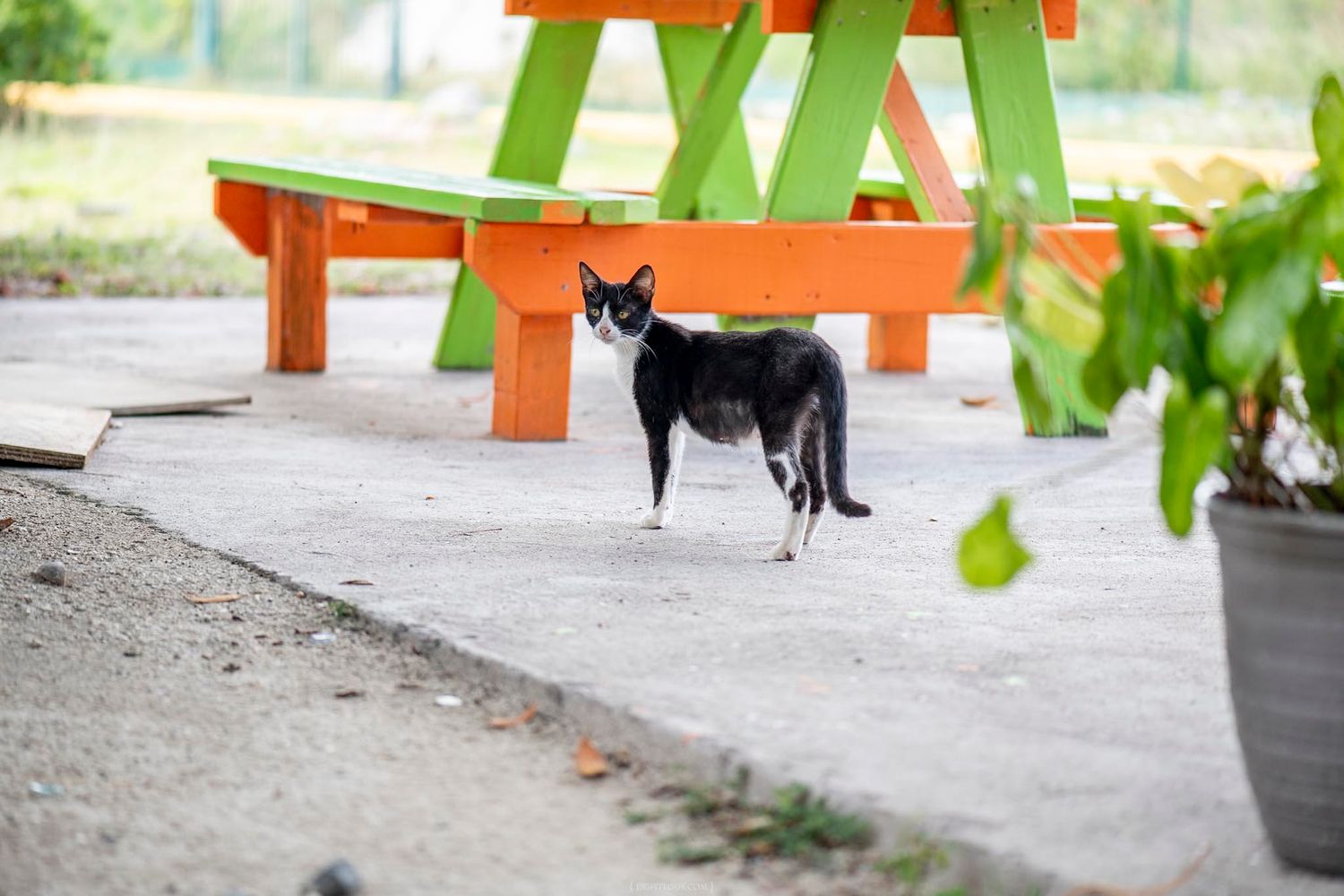 A black and white cat standing on a concrete path near colorful orange and green picnic tables outdoors.