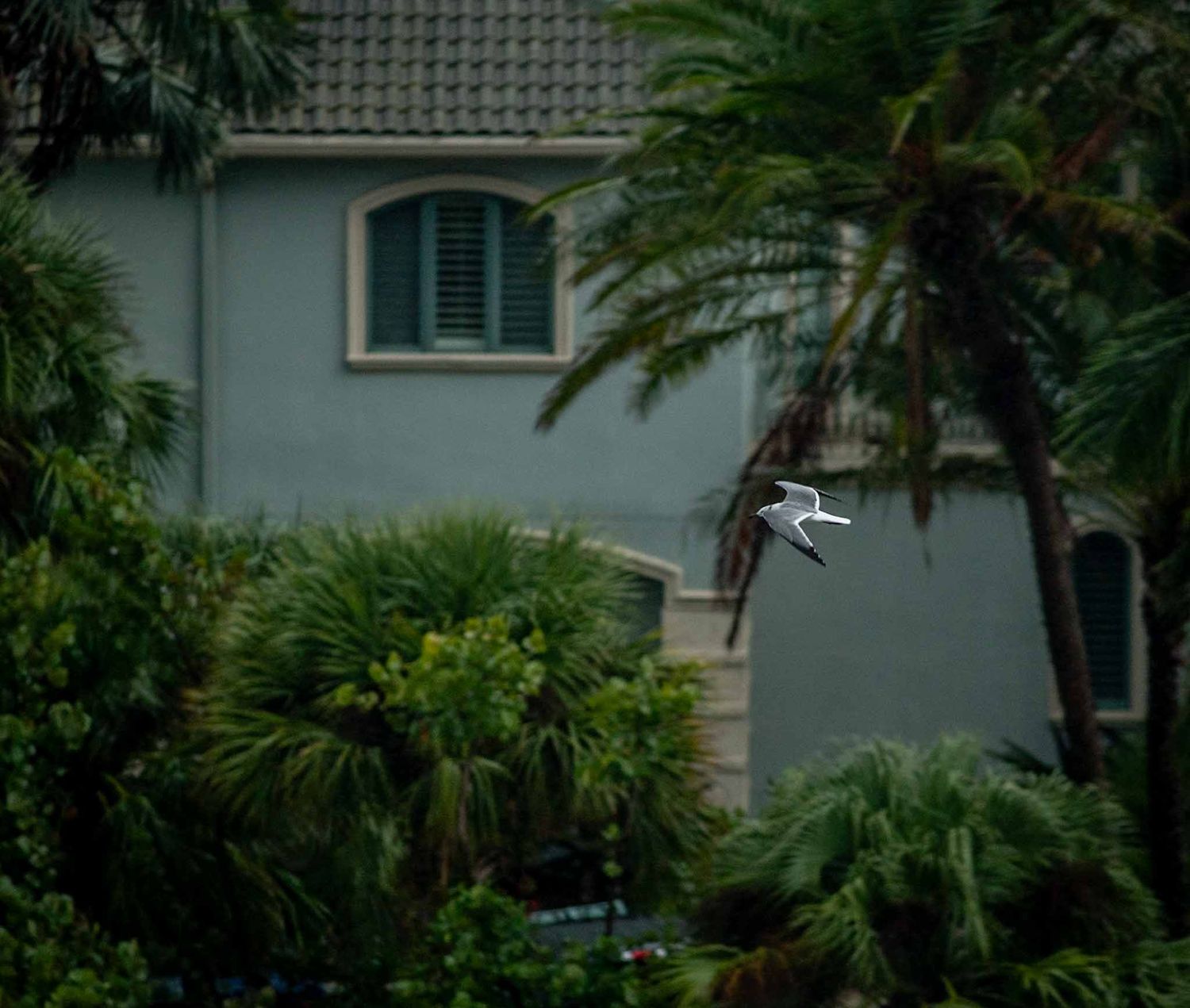 Lush tropical palm trees and greenery frame residential buildings against a cloudy sky.