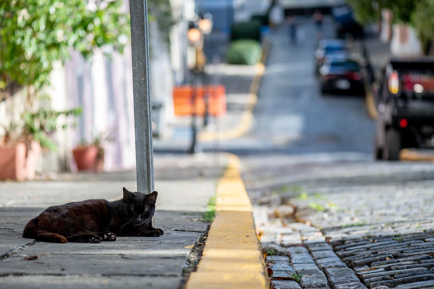 A black cat rests on a cobblestone sidewalk along a colorful street in Old San Juan, Puerto Rico.
