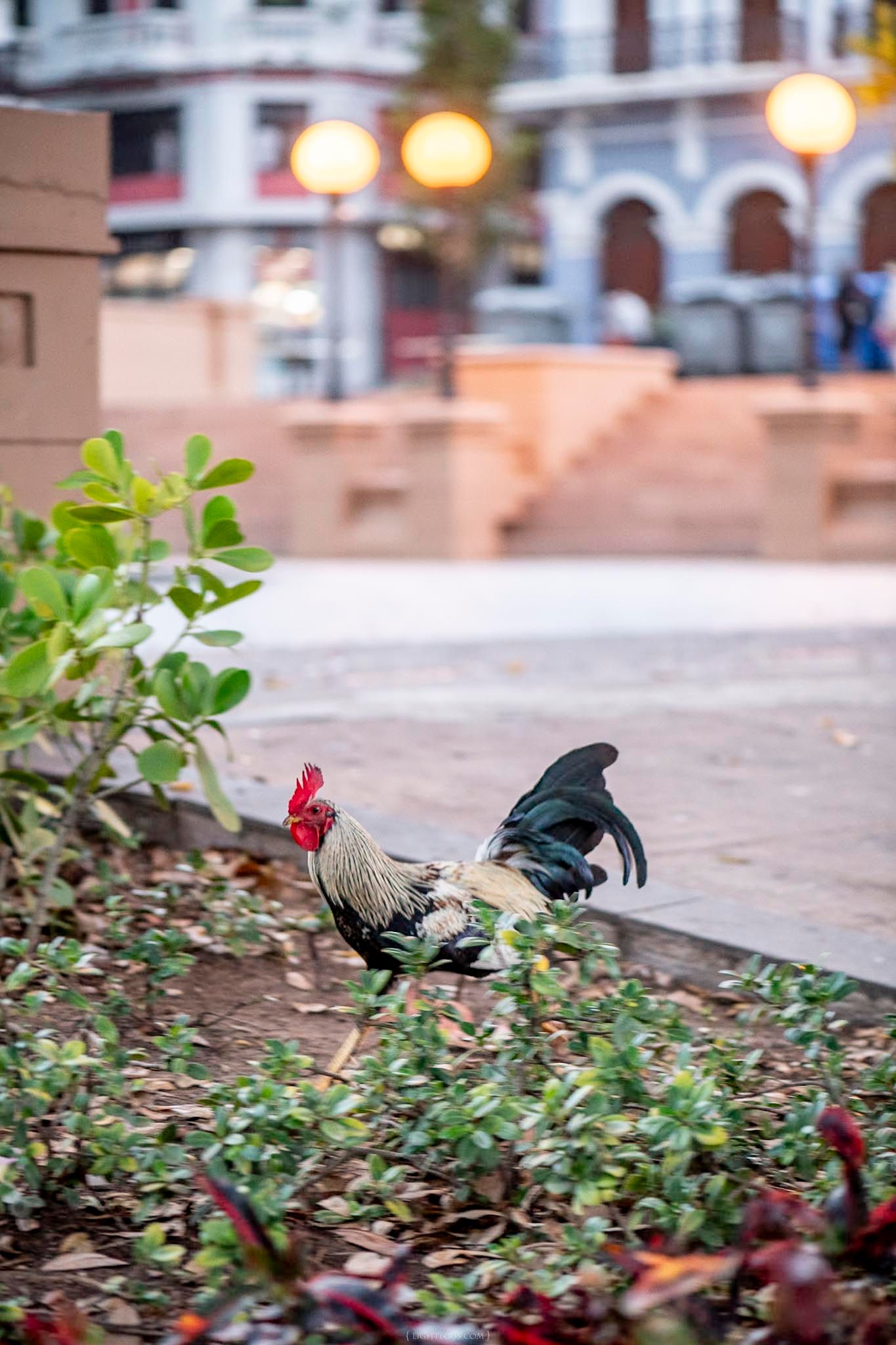 A colorful rooster forages in a garden bed along an urban sidewalk at dusk with glowing street lamps behind.