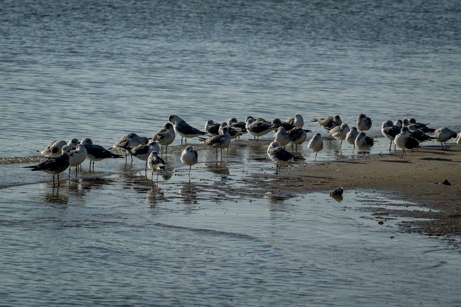 A flock of seabirds congregating at the water's edge on a gray, misty beach.