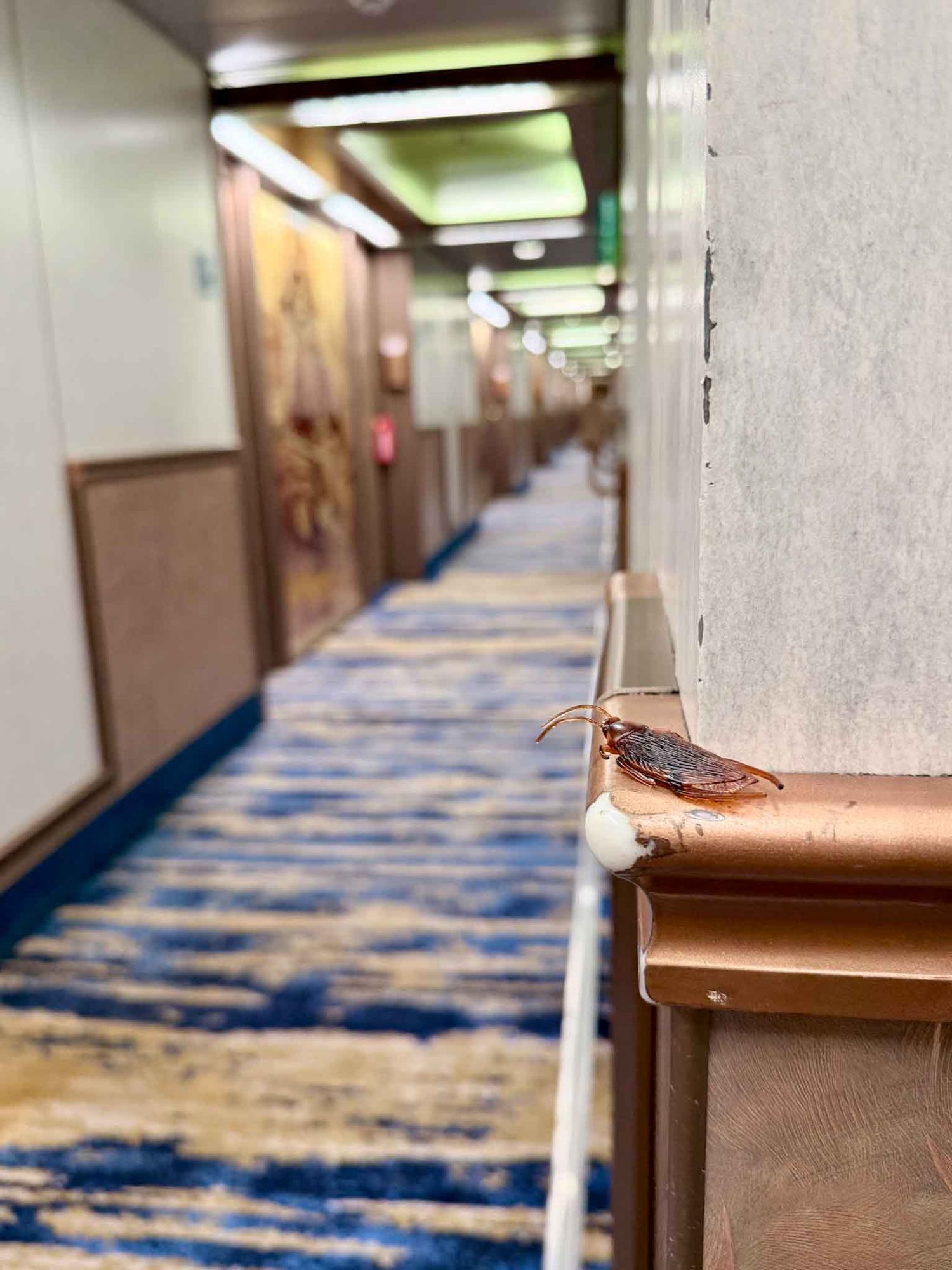 A brown cricket perches on a wooden railing in a hotel hallway with blue patterned carpet stretching into the distance.