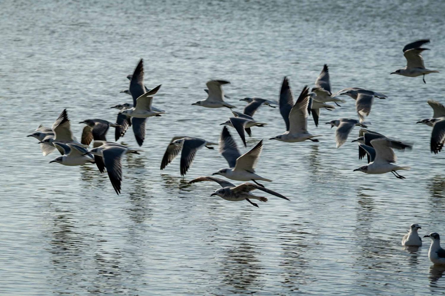 A flock of seagulls flying low over calm ocean water in formation.