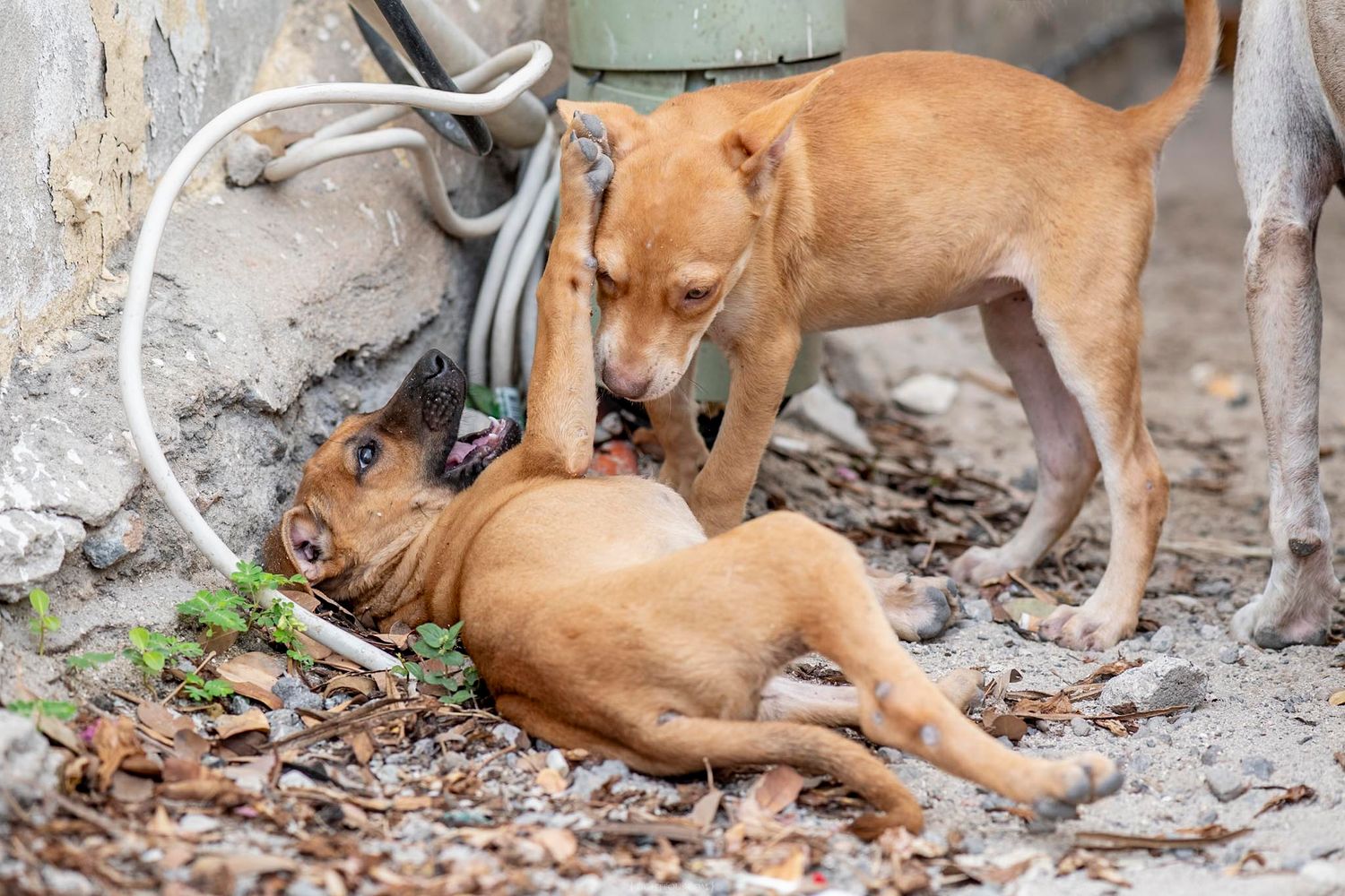 Two brown dogs playing together outdoors on a dirt ground covered with dry leaves near a concrete wall.