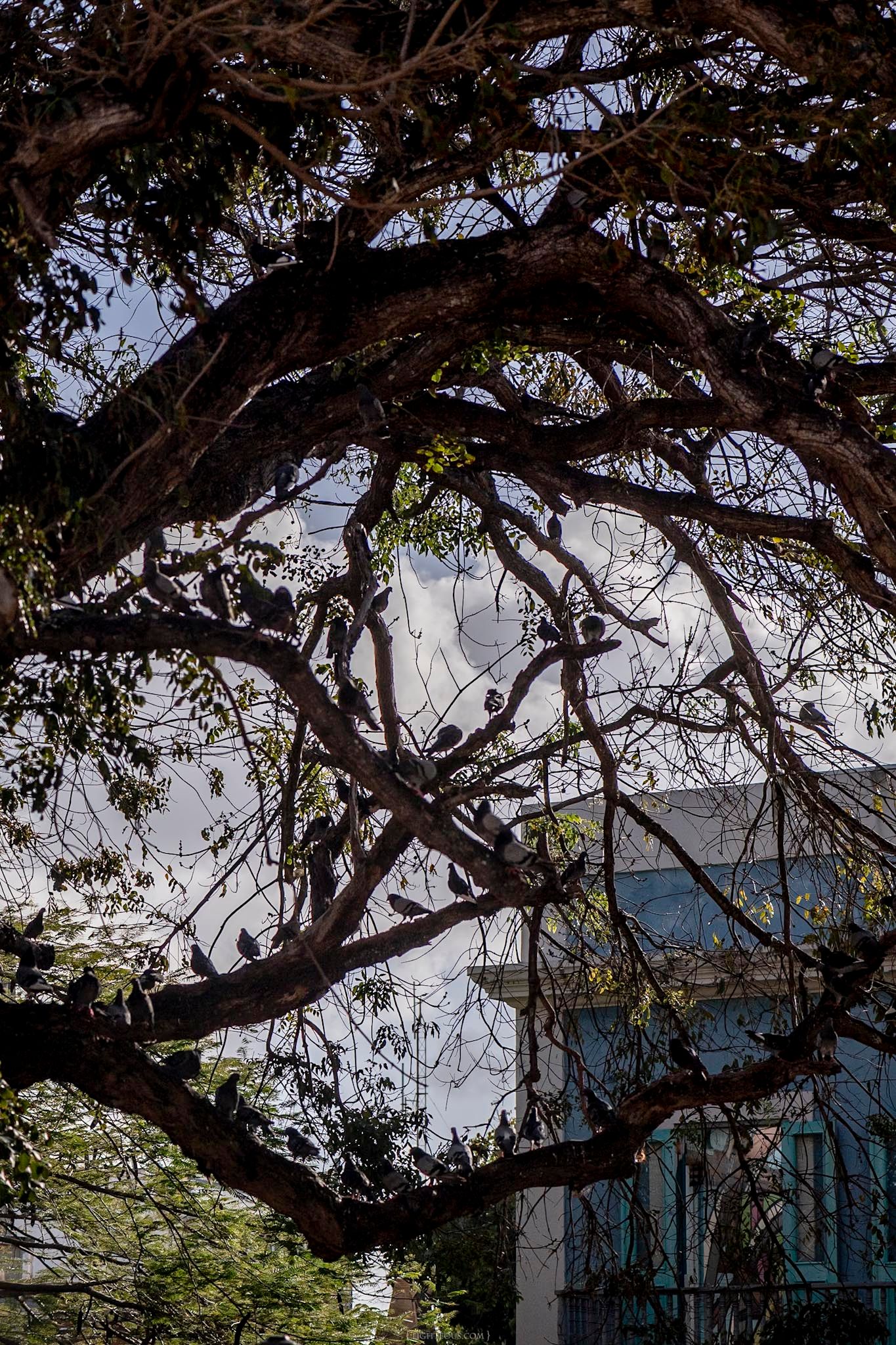 Silhouette of large tree branches with birds perched, framing a white building and cloudy sky in an urban setting.