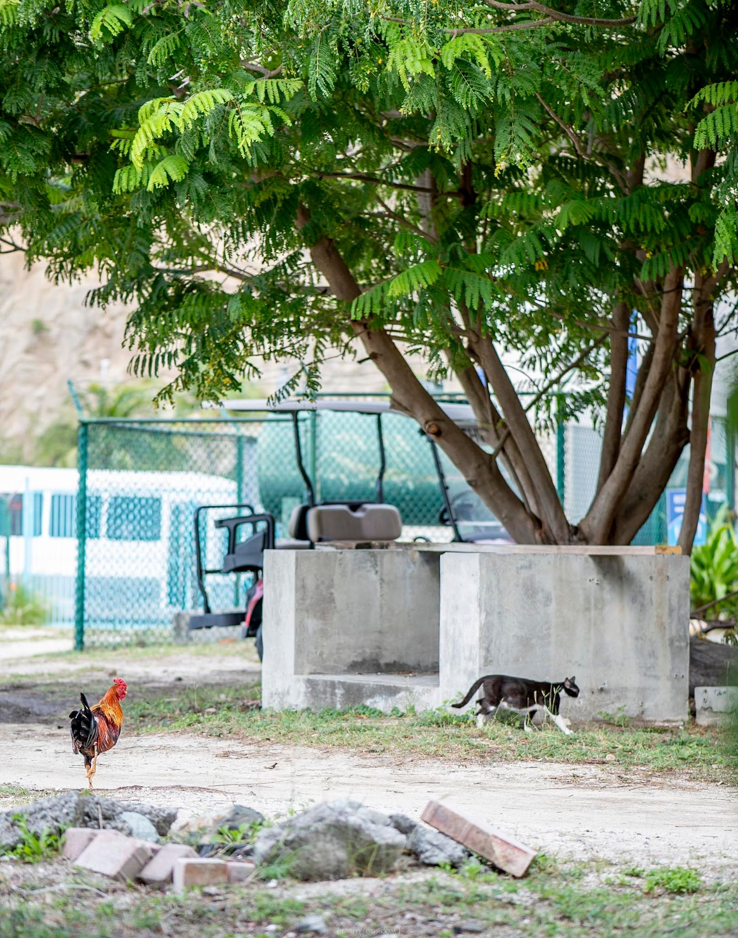 A rooster and a cat coexist under a large shade tree near a concrete structure and chain-link fence.