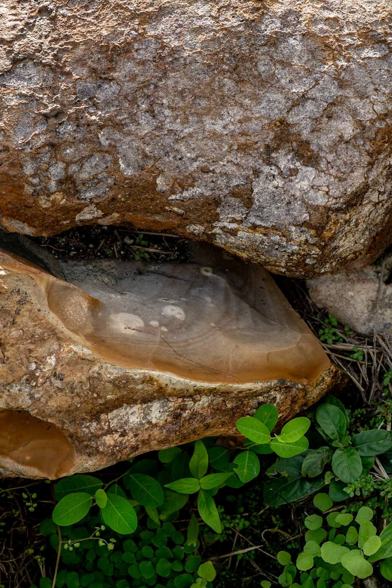 Close-up view of a brown rocky overhang with green foliage growing underneath against a natural backdrop.