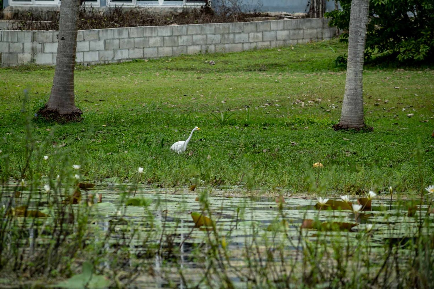 White egret standing in a grassy field with palm trees and buildings visible in the background.