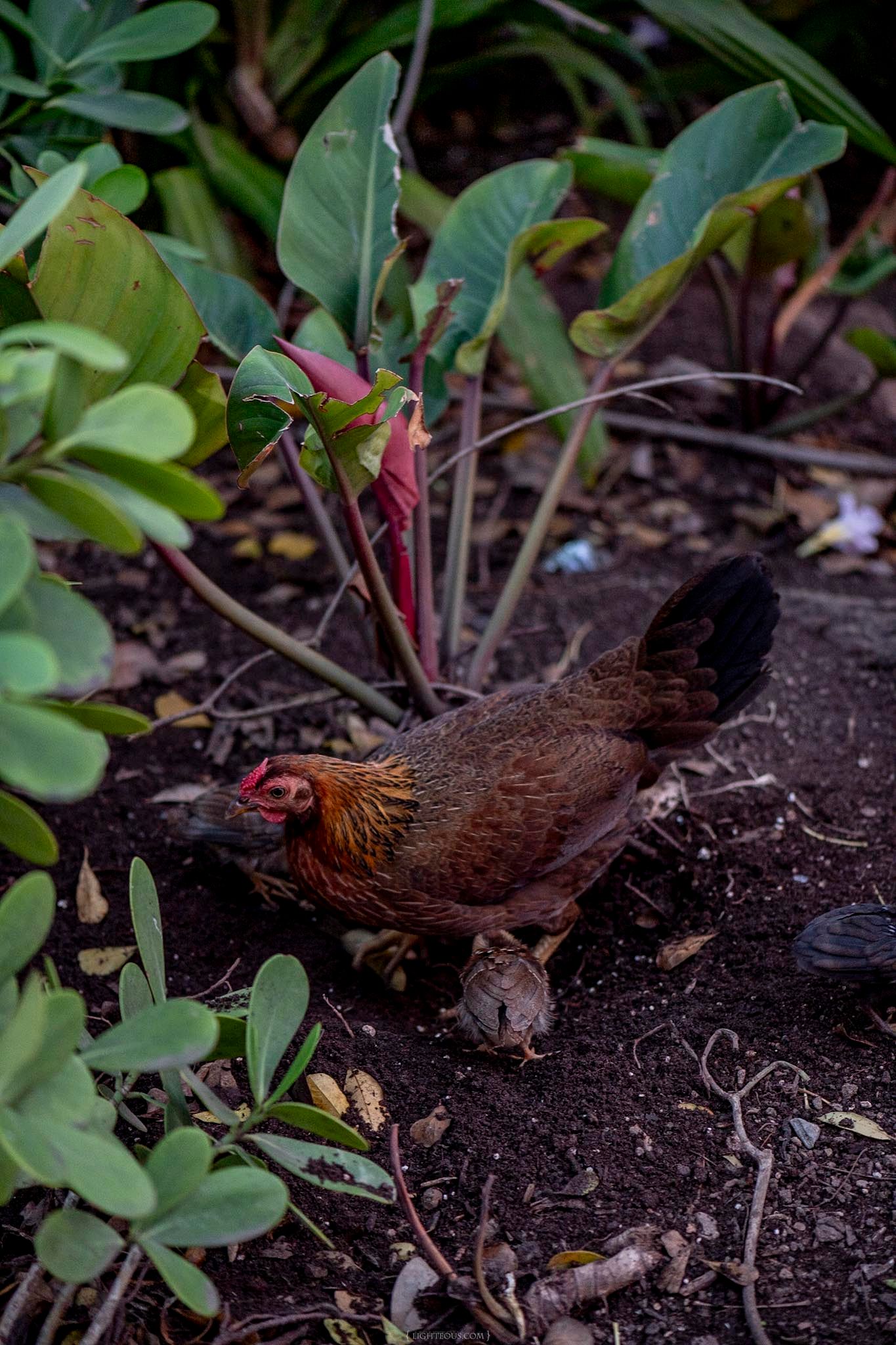 A brown hen foraging in dark soil among lush tropical plants and green foliage in a garden setting.