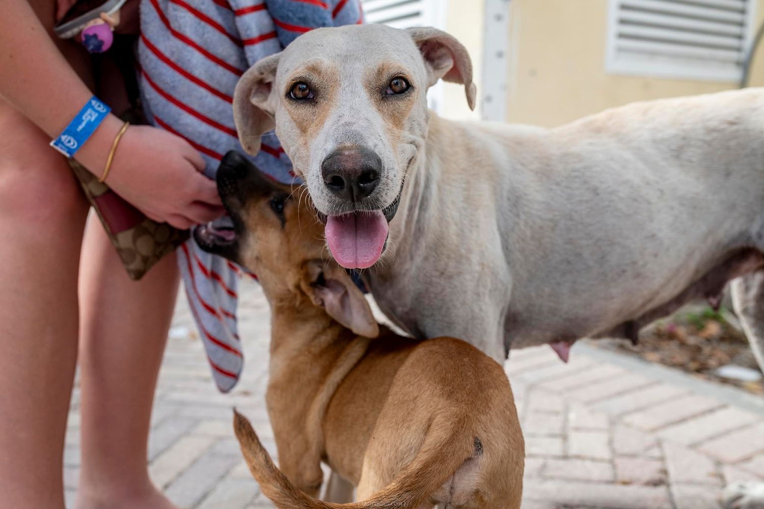 Two friendly dogs, a white and a brown, greet each other on a leash held by a person in a striped outfit.