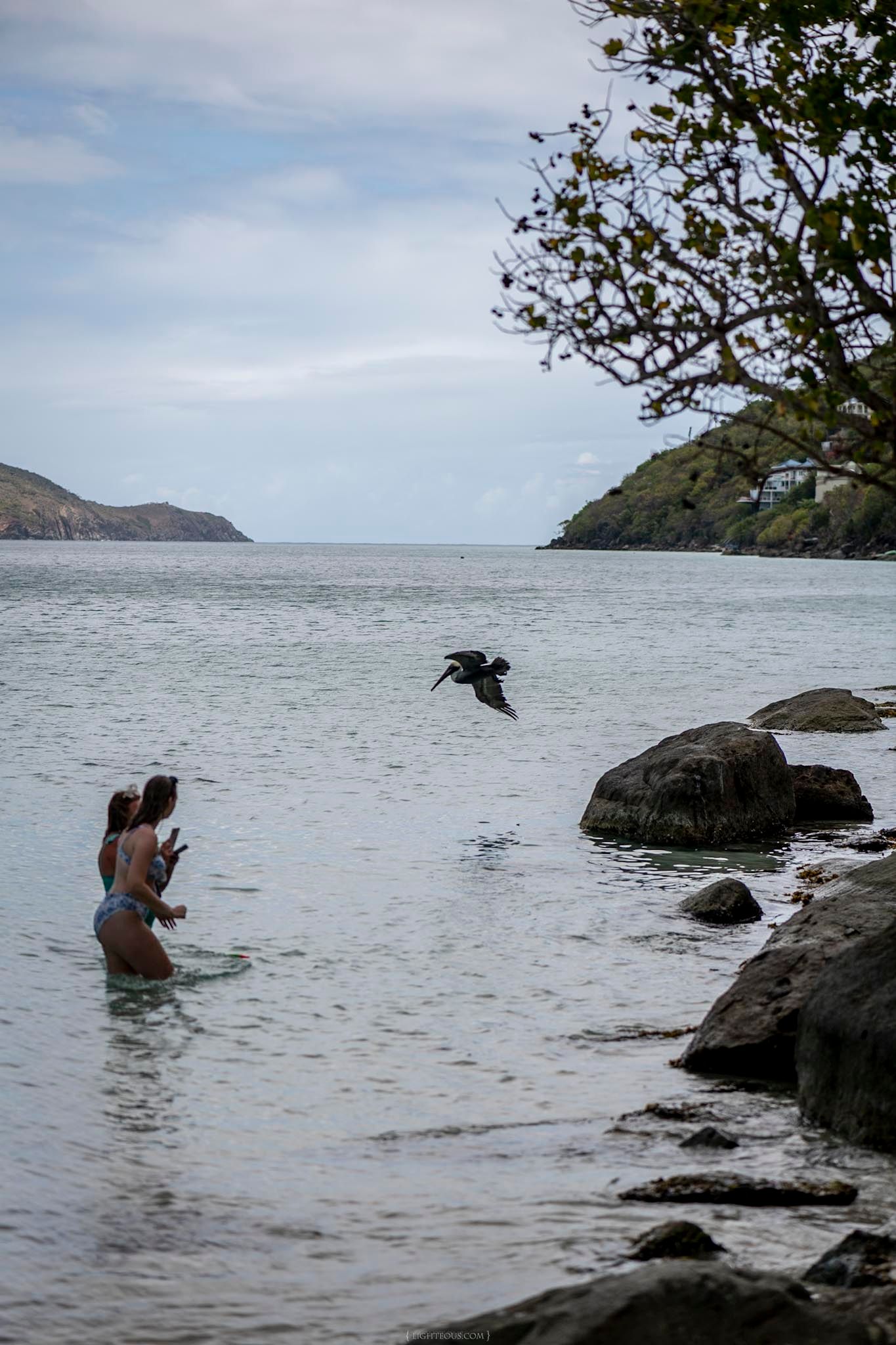 Two women wade in calm Caribbean waters as a pelican flies nearby, with rocky shores and green hills in the background.