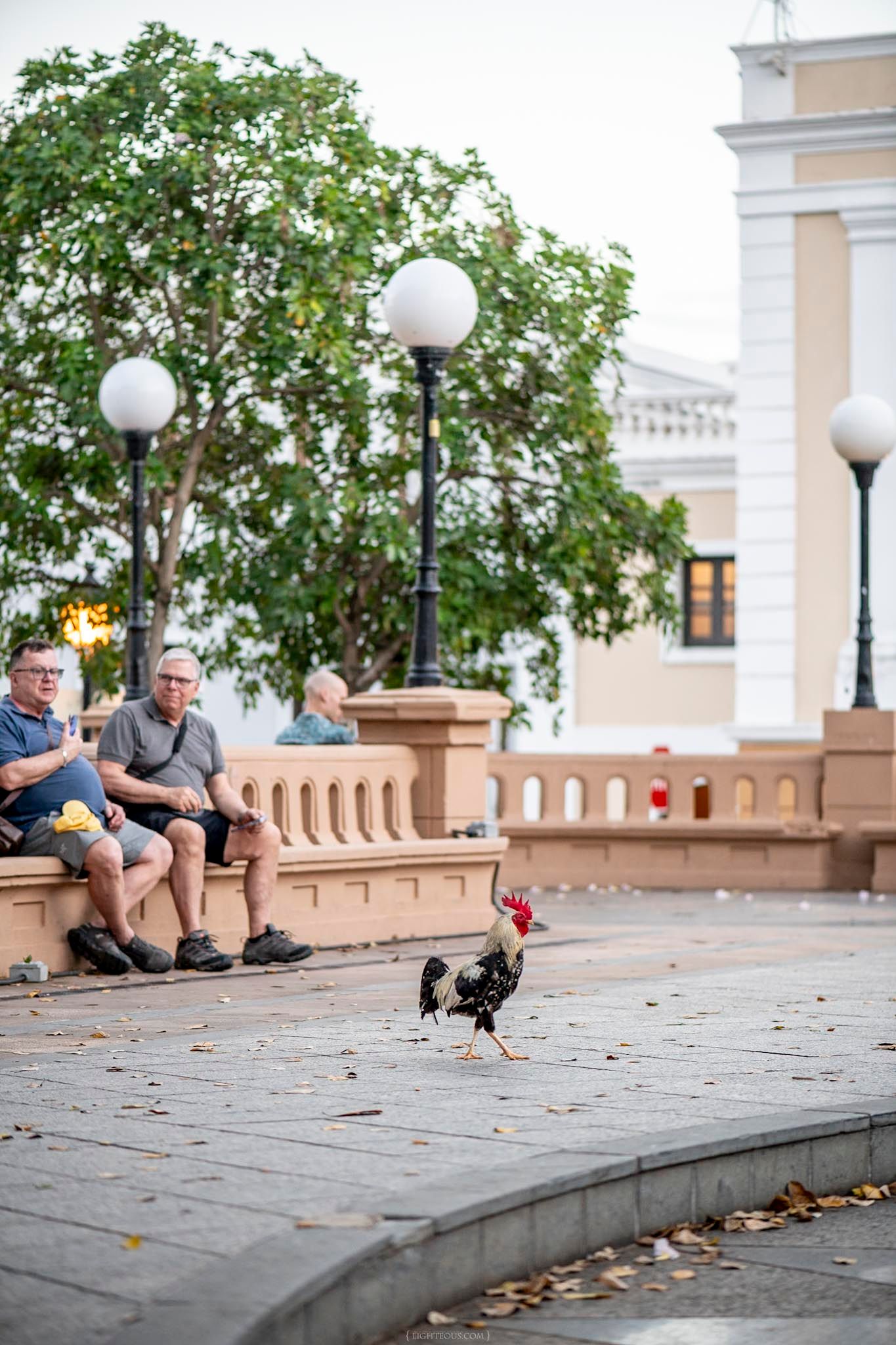 A rooster walks on a plaza while tourists sit on benches near lamp posts and a historic building in Old San Juan.