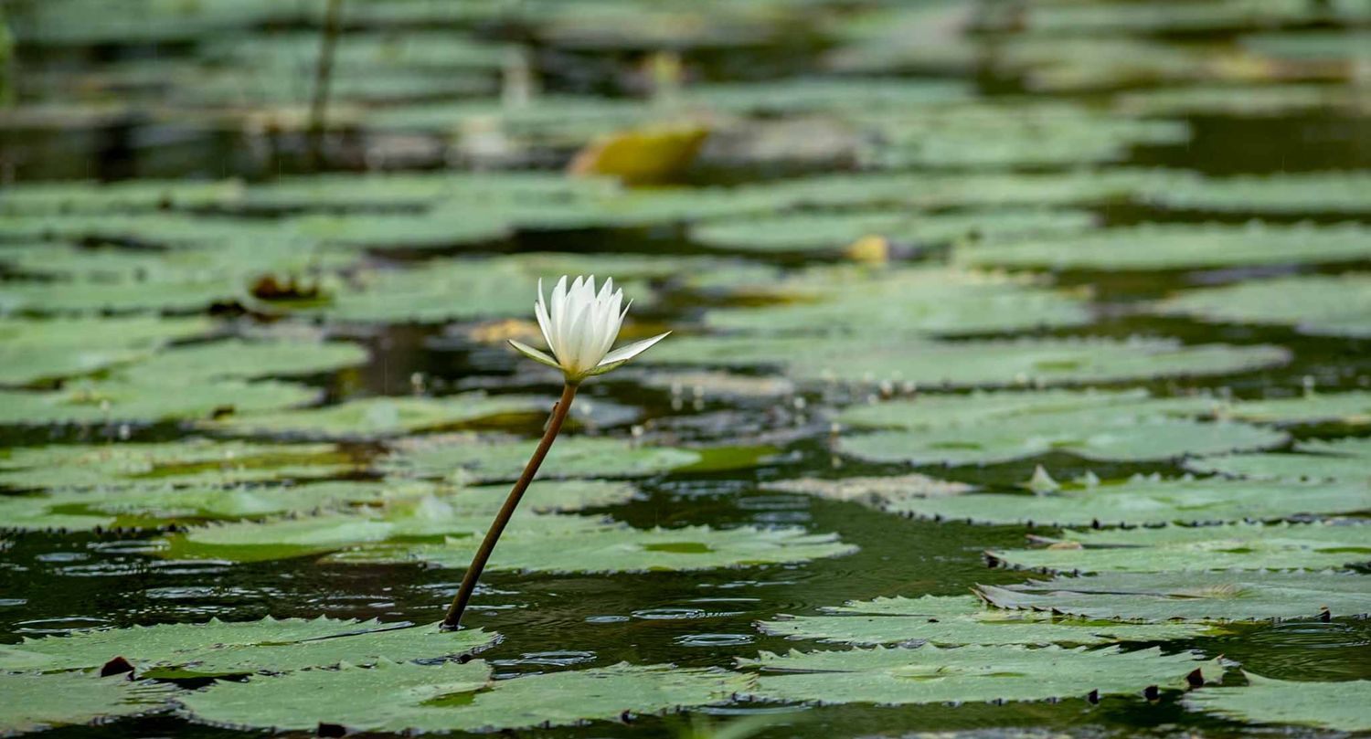 Green lily pads floating on still water with white water lilies in bloom.