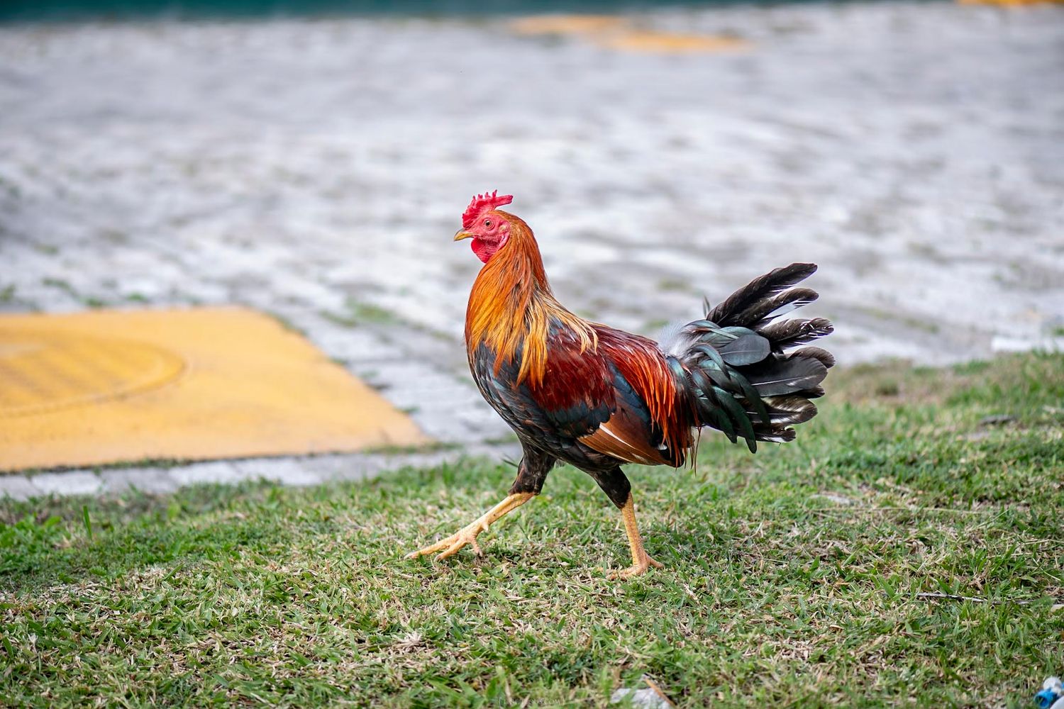 A colorful rooster with vibrant red, orange, and black feathers walks across a grassy area near a paved road.