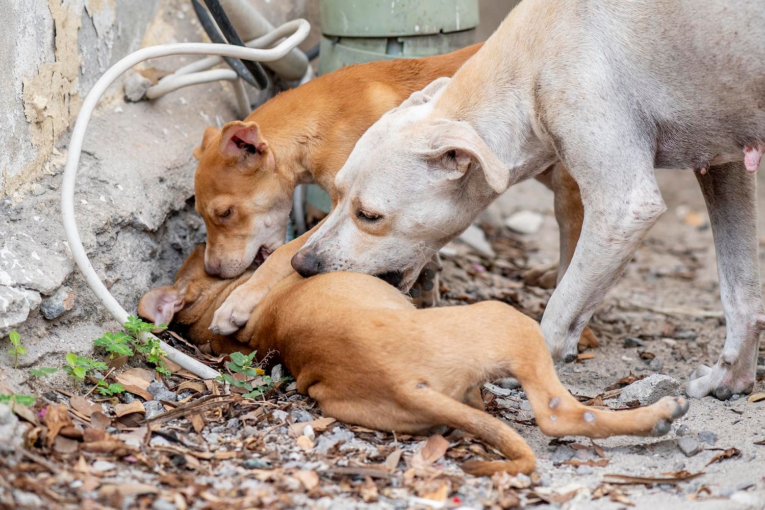 Three stray dogs interacting and sniffing each other on dry dirt ground covered with fallen leaves.