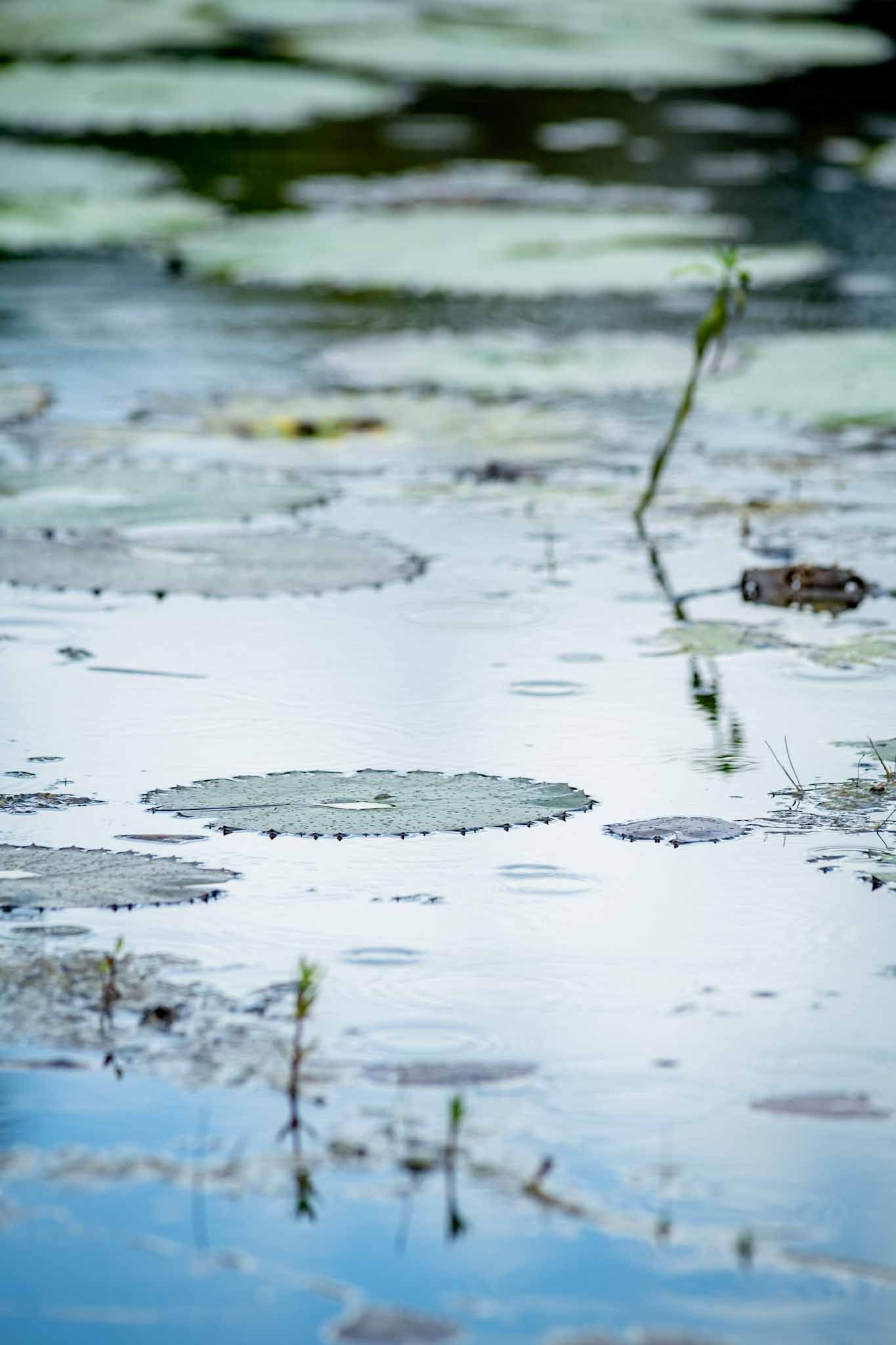 Raindrops create gentle ripples on a tranquil pond surface reflecting blue sky and green foliage.