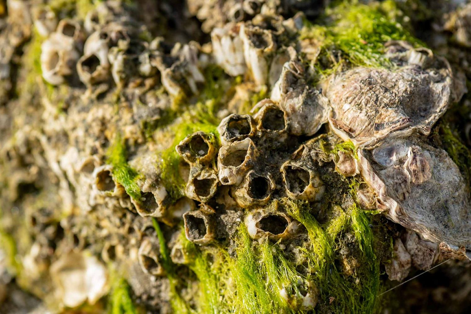Close-up macro shot of green moss growing on rough textured rock surface in natural sunlight.