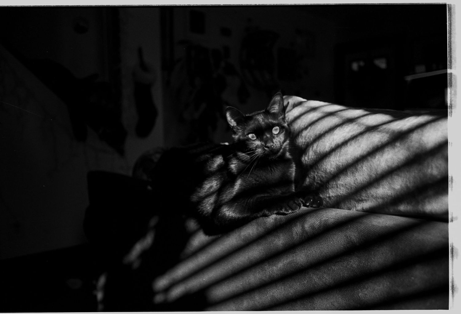 A cat resting on a surface with dramatic striped shadows in a black and white photograph.