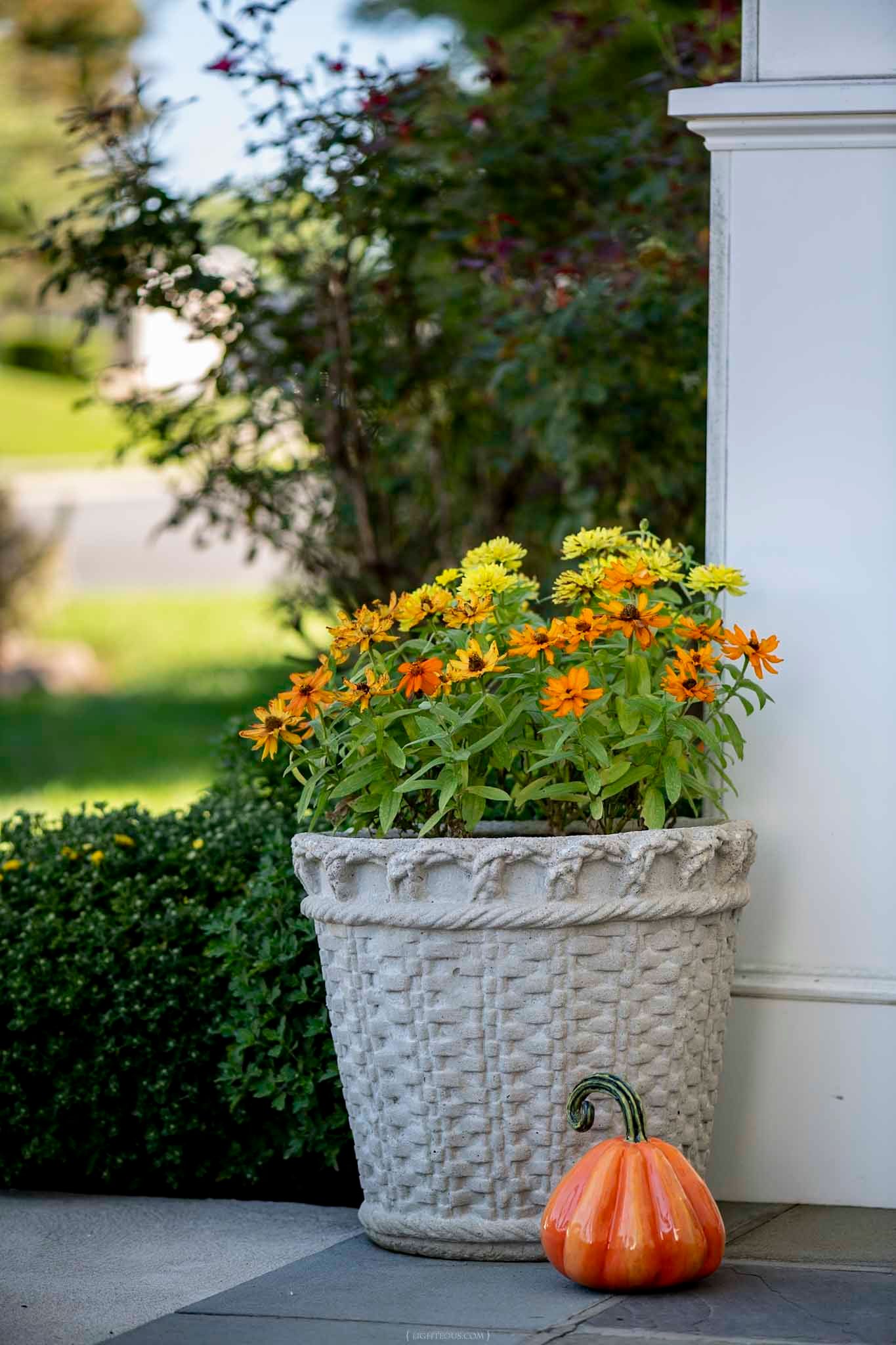 Large white woven planter with yellow and orange black-eyed Susan flowers beside a decorative pumpkin on a porch.