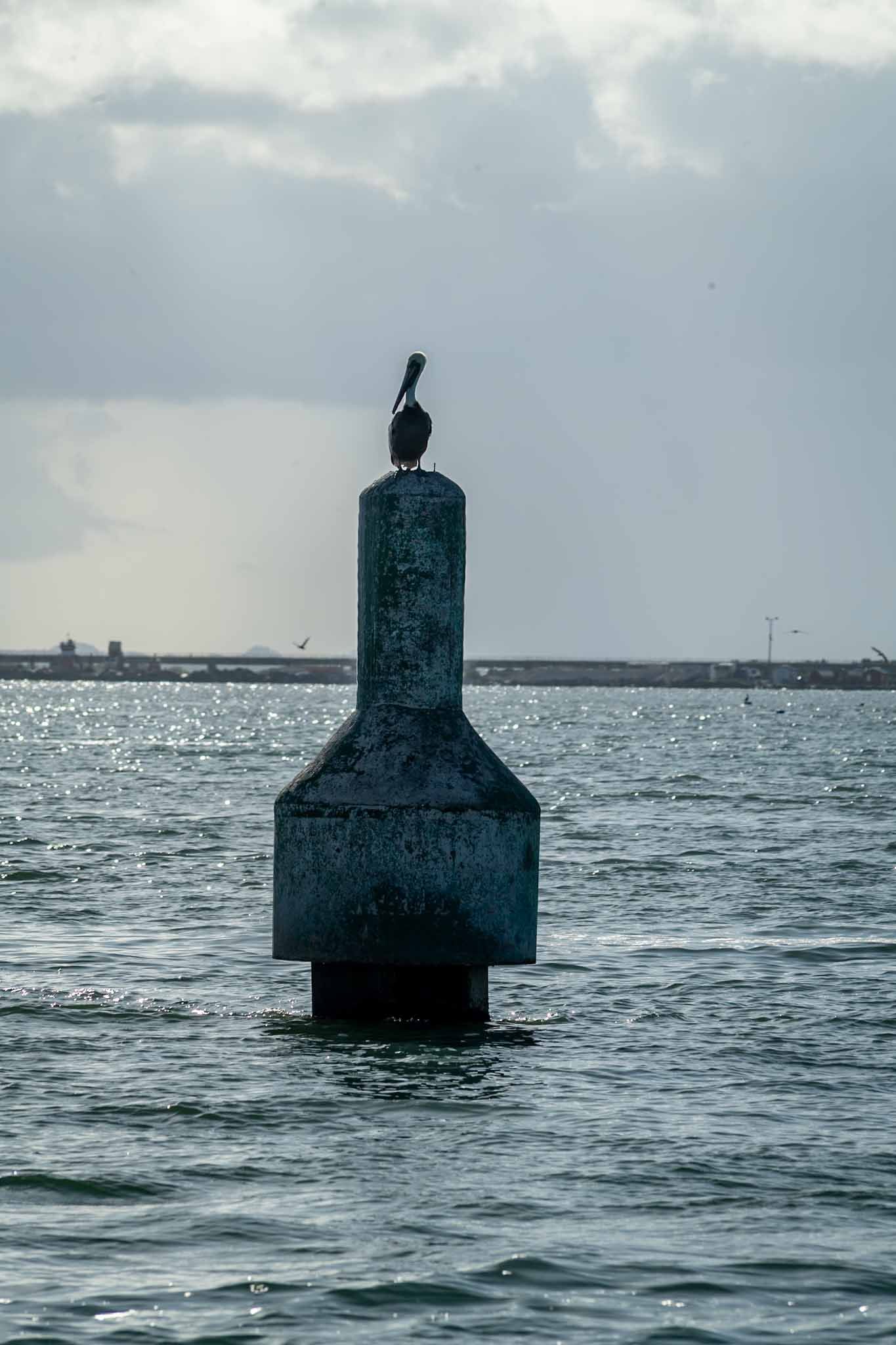A sequence of navigation buoys in the ocean shows a bird perched on top against an overcast sky.