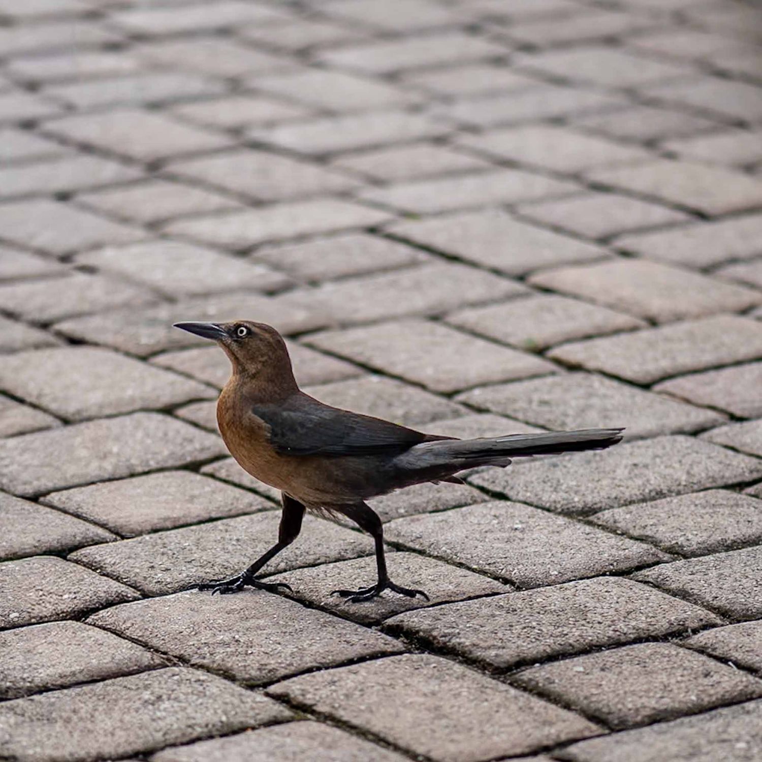 Brown bird walking on patterned brick pavement in a sequence of progressive movement frames.