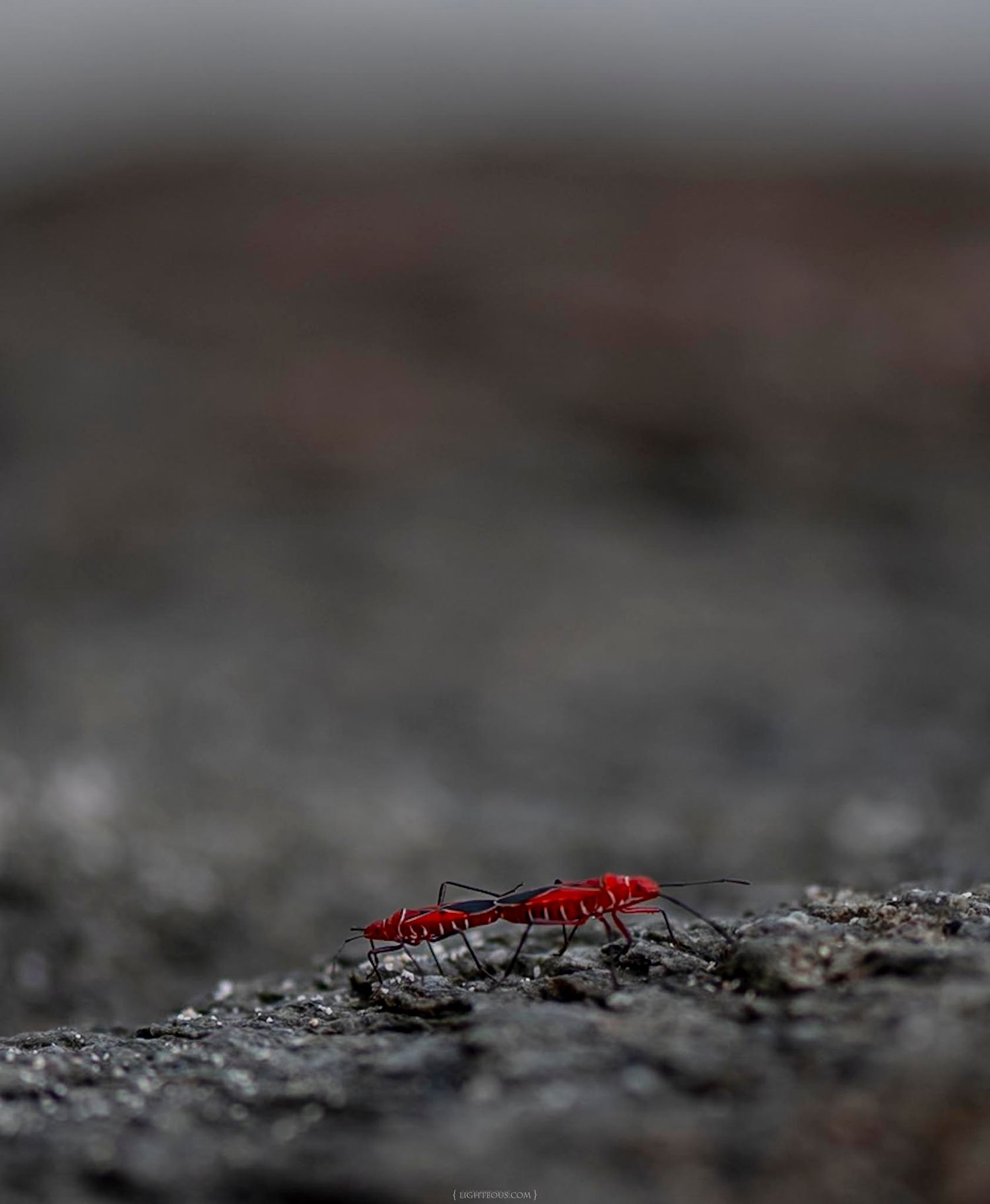 A vibrant red ant crawls across a dark rocky surface in a dramatic macro close-up shot.
