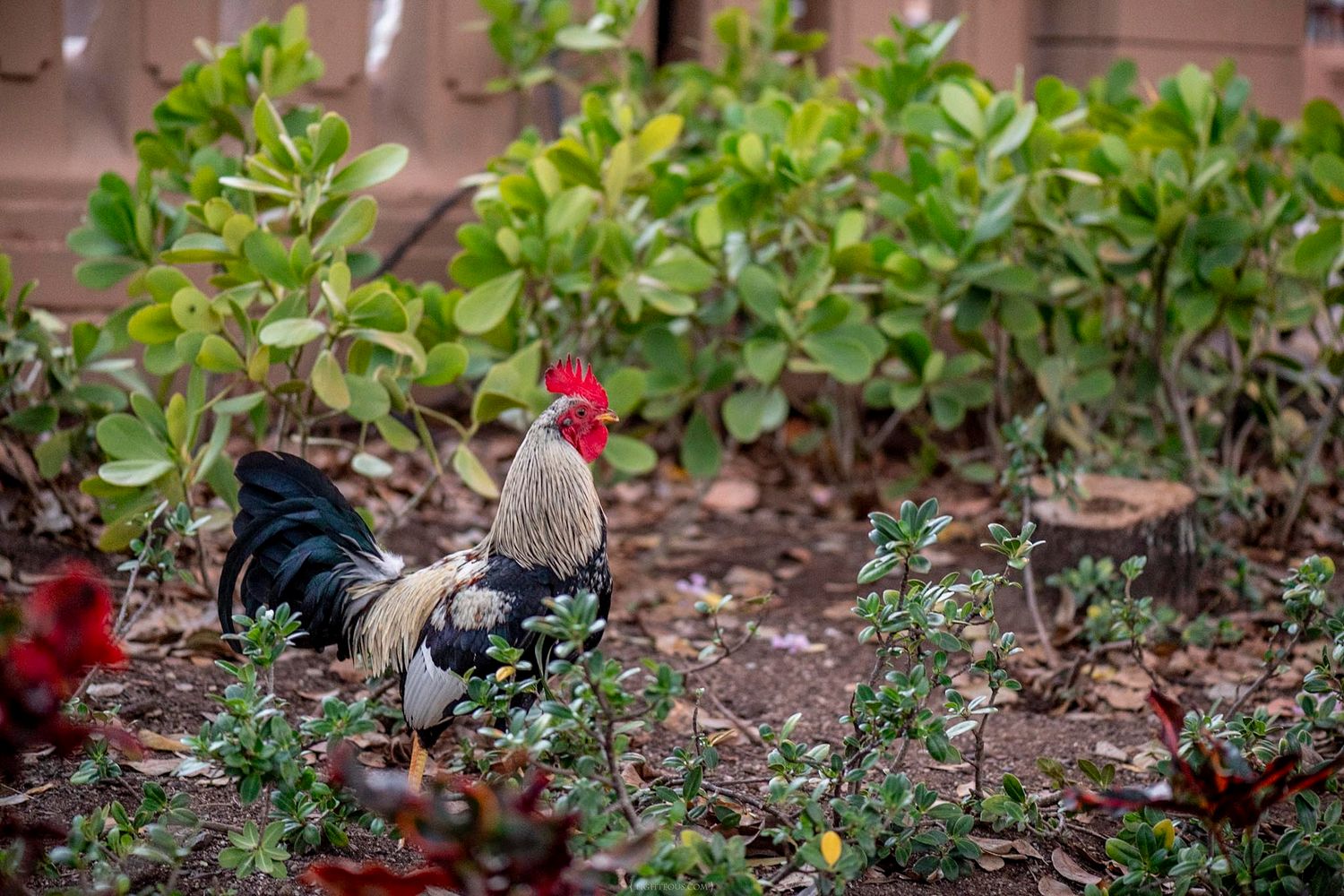 A colorful rooster forages among green plants and red flowers in a natural garden setting outdoors.