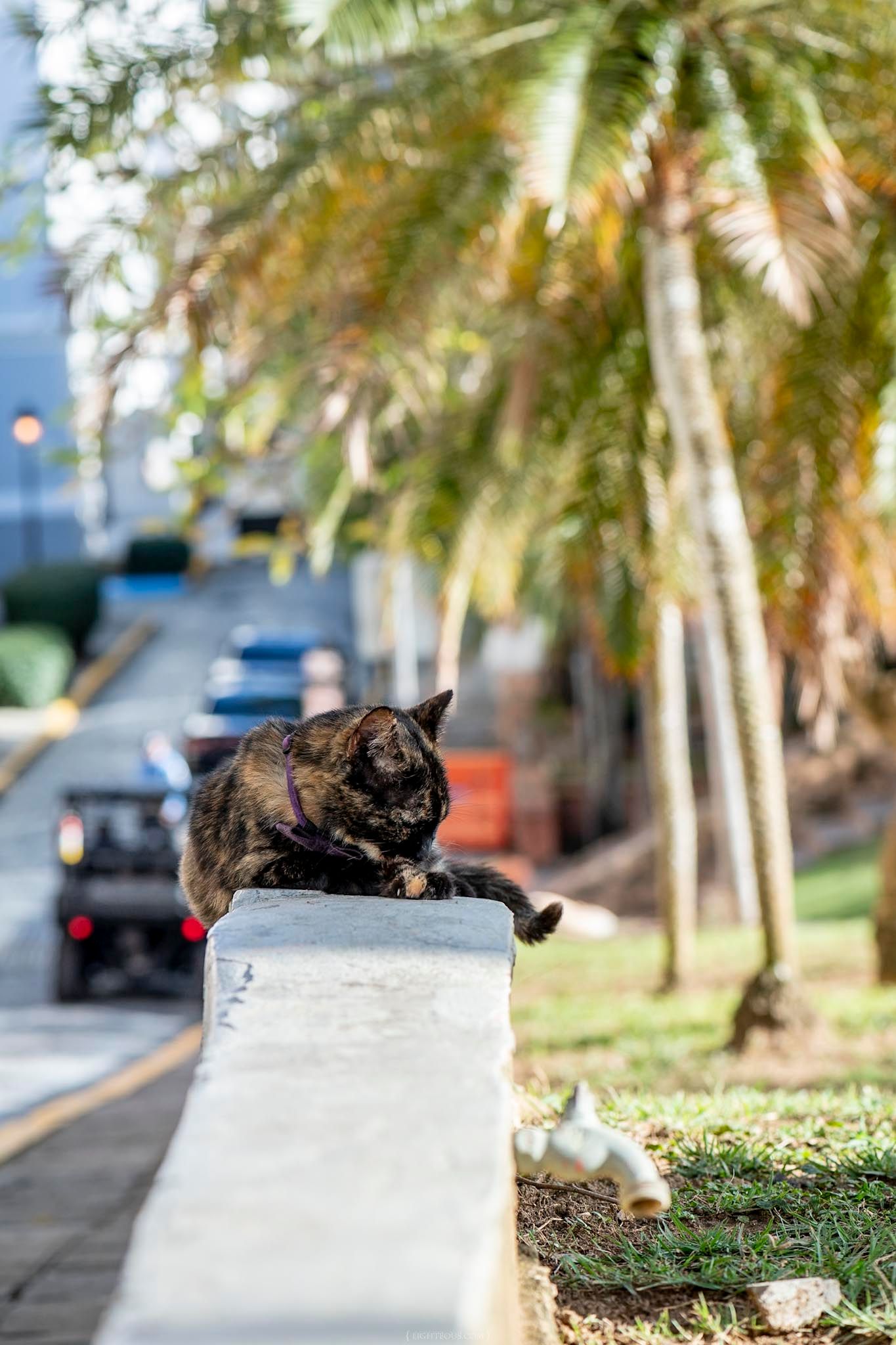 A tortoiseshell cat resting on a concrete wall near a tropical palm tree-lined street on a sunny day.