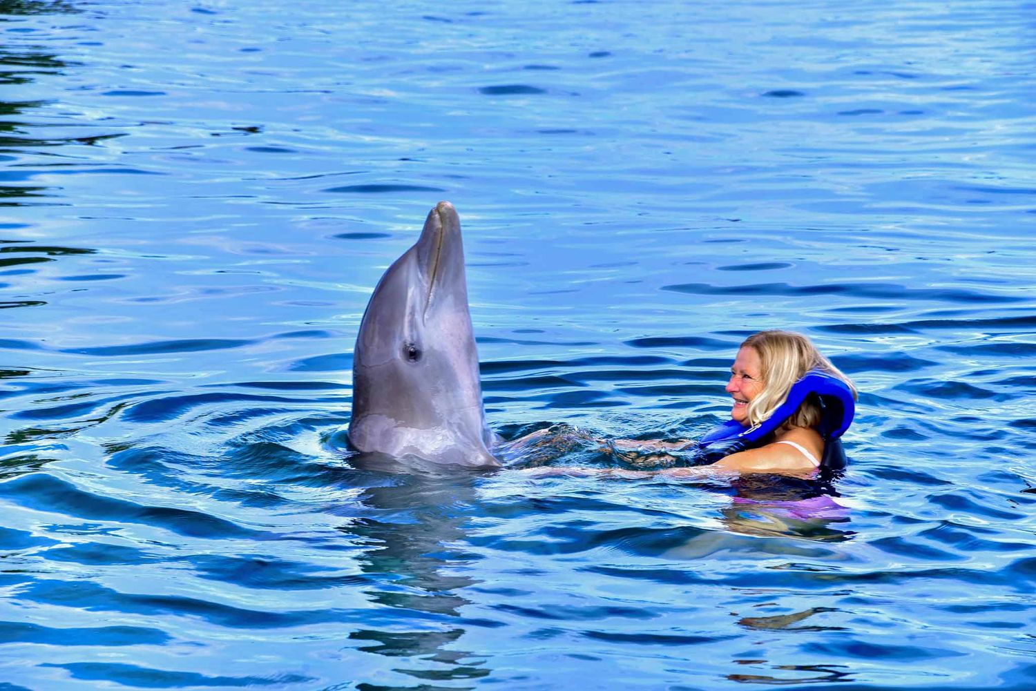 A bottlenose dolphin and swimmer interact in bright blue water during an aquatic encounter.