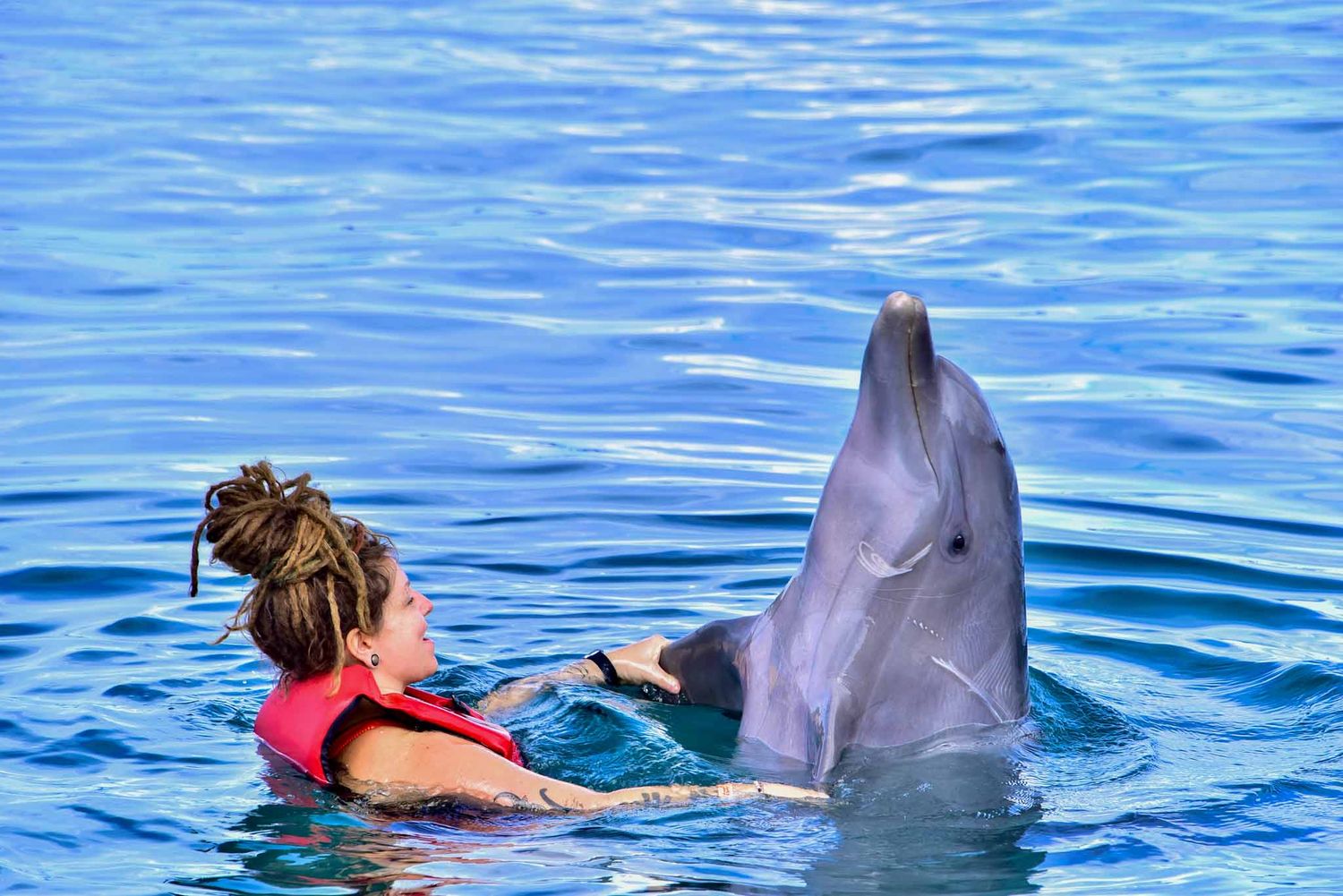 People interact with friendly dolphins during an ocean swimming experience in bright blue waters.