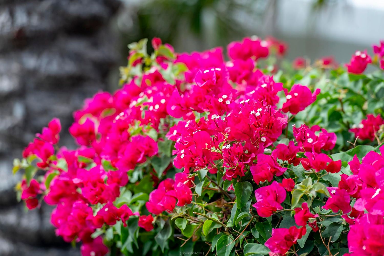 Vibrant pink bougainvillea flowers in full bloom with lush green leaves in an outdoor garden setting.