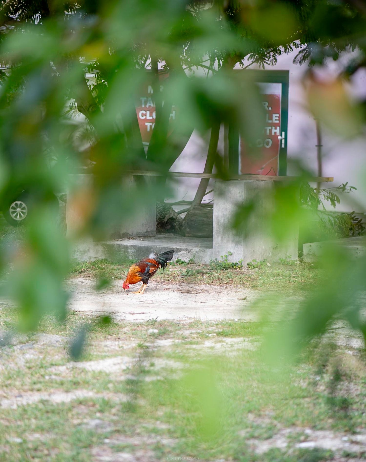 A colorful rooster forages on the ground in a lush green garden, viewed through leafy branches.