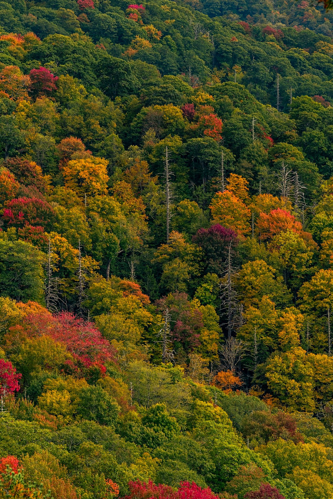 Vibrant autumn forest hillside displaying a colorful mix of red, orange, yellow, and green foliage in peak fall season.