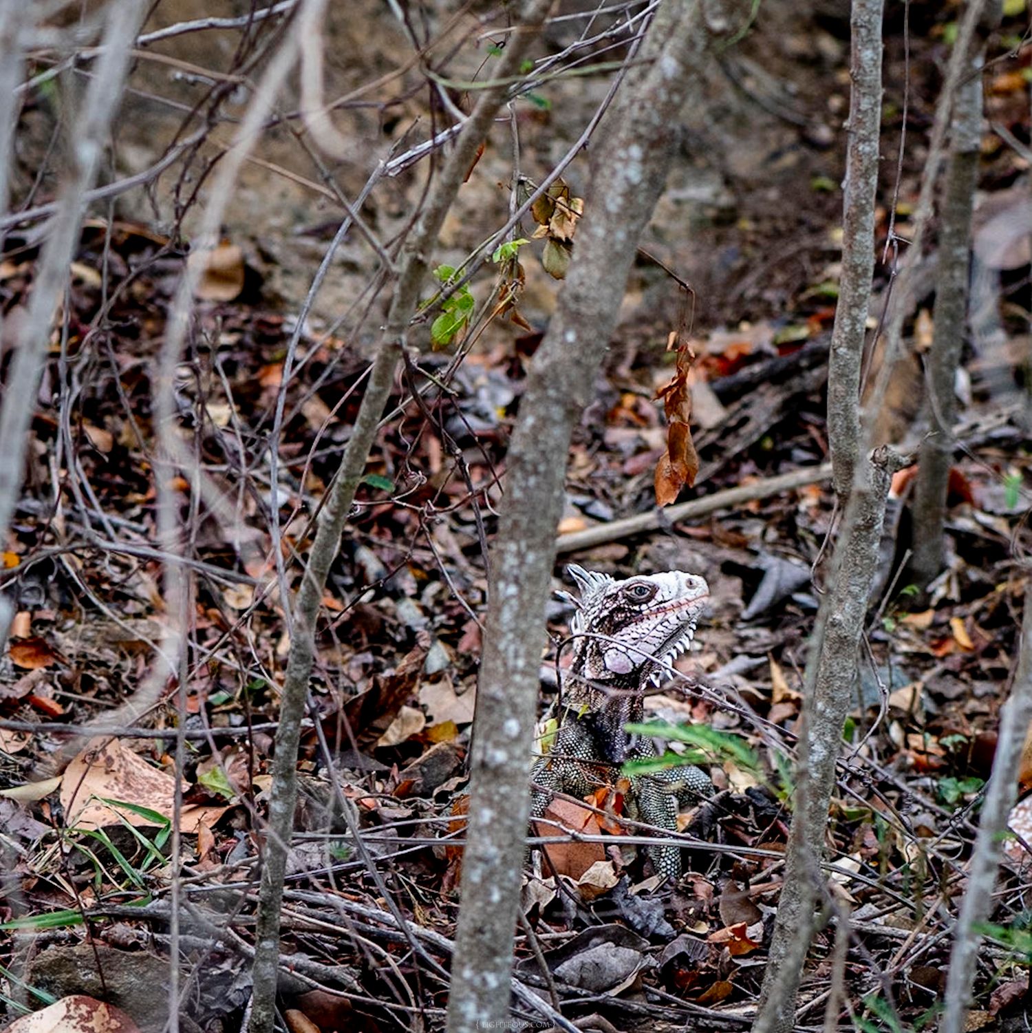 Camouflaged bird resting among bare tree trunks and fallen autumn leaves on a forest floor.