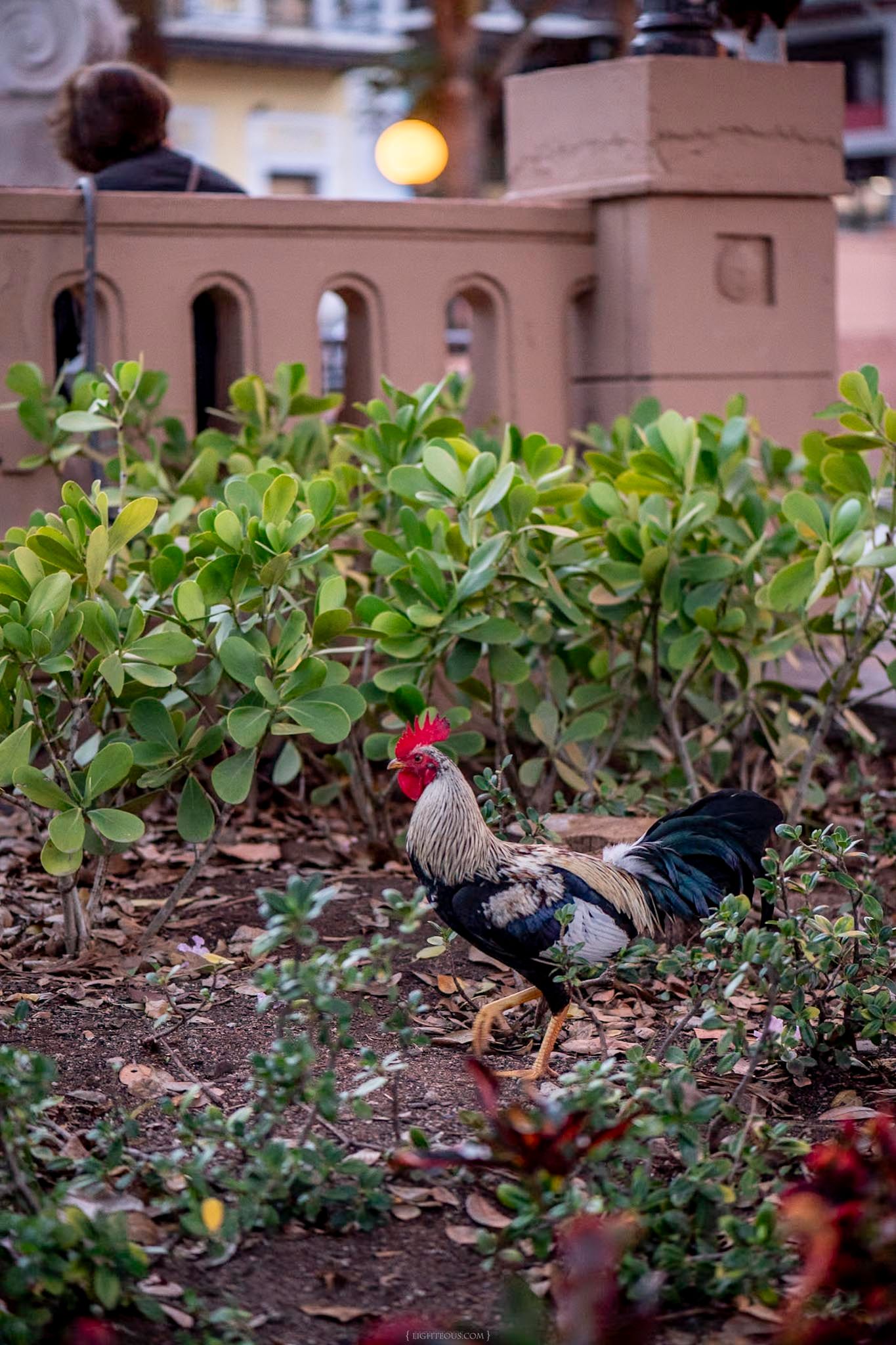 A rooster walks among green shrubs near a decorative stone wall in an urban garden setting.